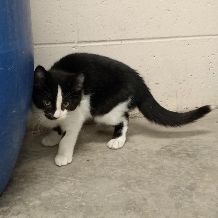 Enlarge Orca, an adopted Domestic Short Hair in Chilton, WI image 5/5