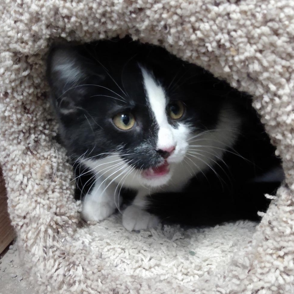 Enlarge Orca, an adopted Domestic Short Hair in Chilton, WI image 4/5