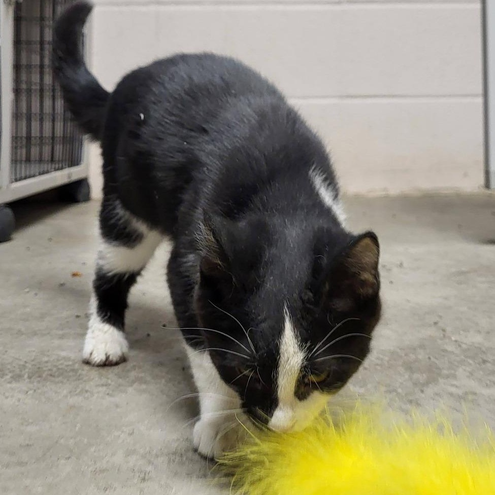 Enlarge Orca, an adopted Domestic Short Hair in Chilton, WI image 3/5