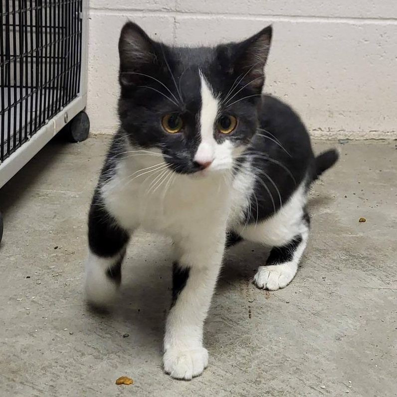 Enlarge Orca, an adopted Domestic Short Hair in Chilton, WI image 2/5