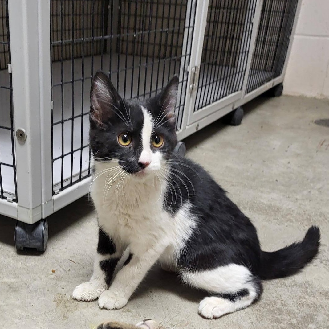 Orca, adopted, Young Female Domestic Short Hair.