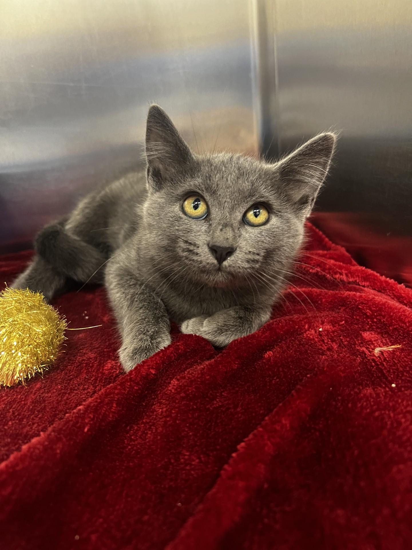 Madonna, ADOPTABLE, Kitten Female Domestic Short Hair.