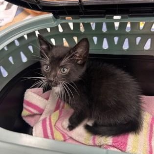 Enlarge Oswald (Pounce Cafe), an adoptable American Shorthair in Charleston, SC image 1/1
