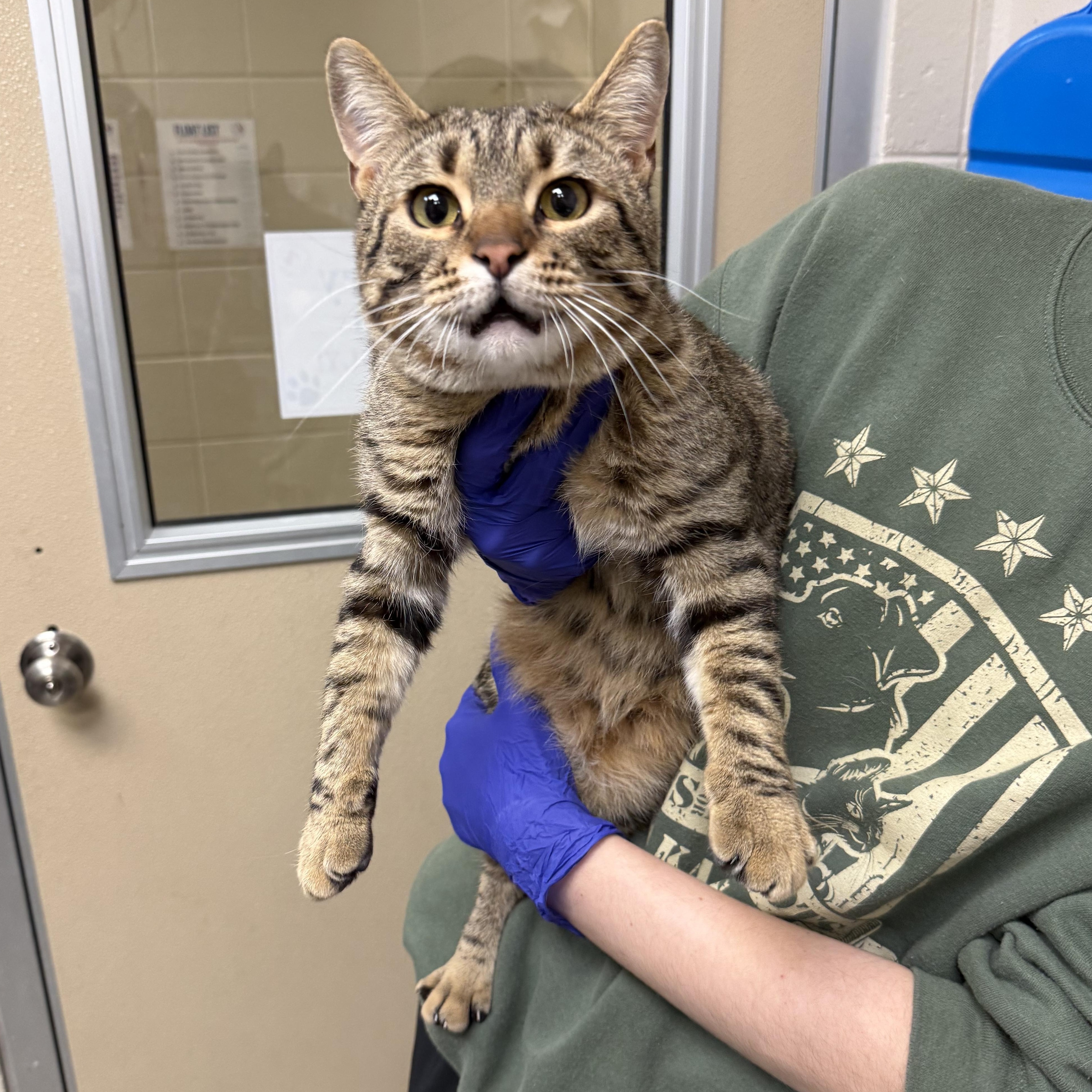 Rita, ADOPTABLE, Adult Female Domestic Short Hair.