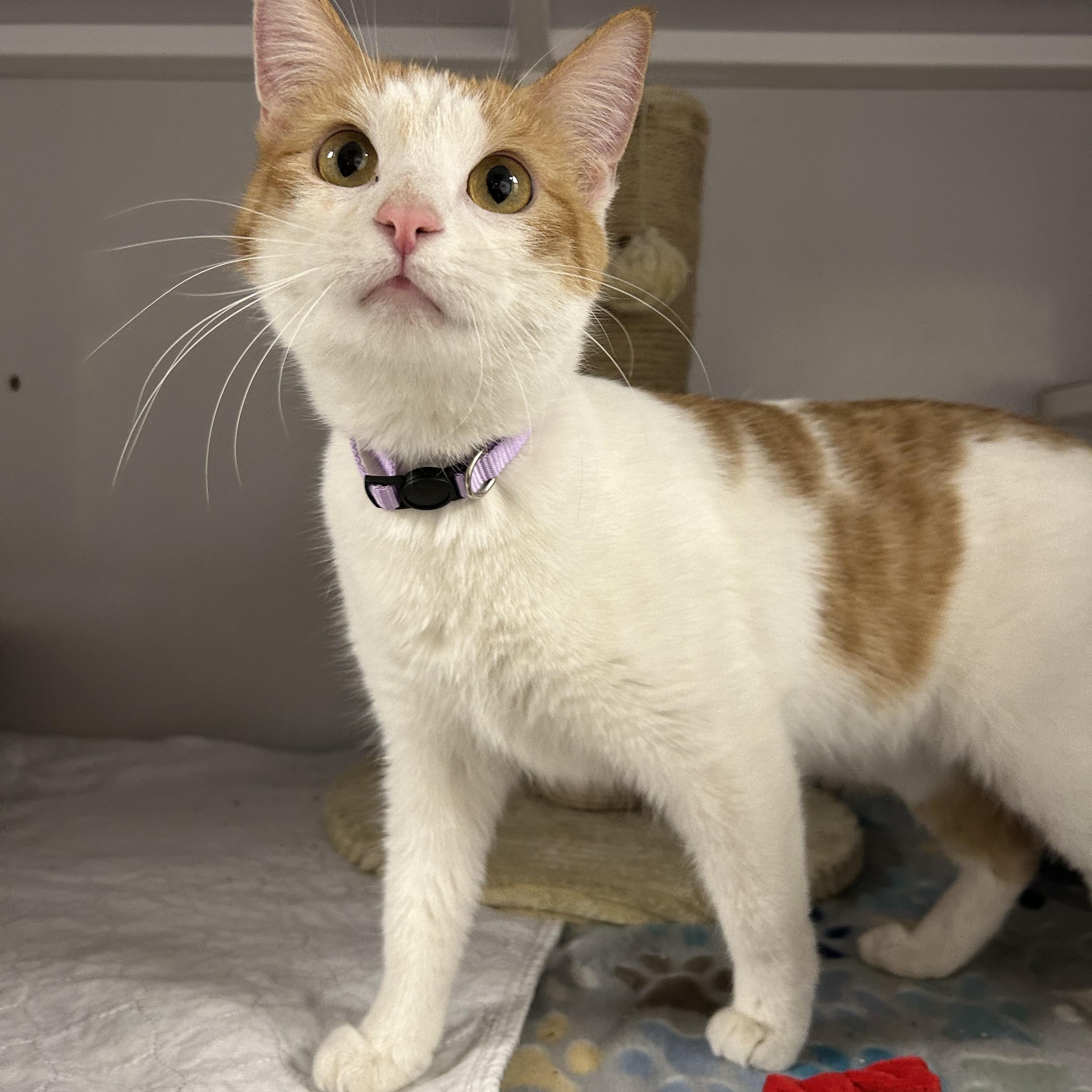 Monkey, ADOPTABLE, Adult Female Domestic Short Hair.