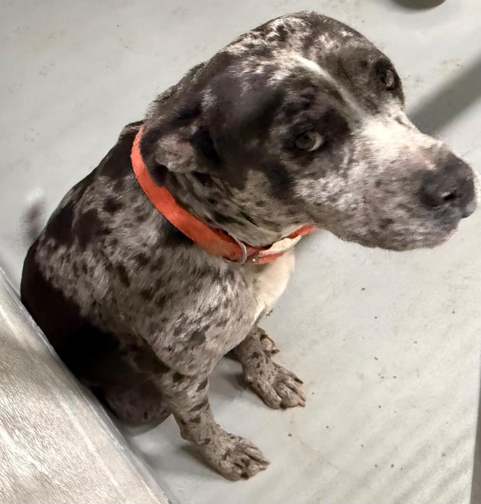 Breezy, Adoptable, Adult Female Staffordshire Bull Terrier & Mixed Breed.