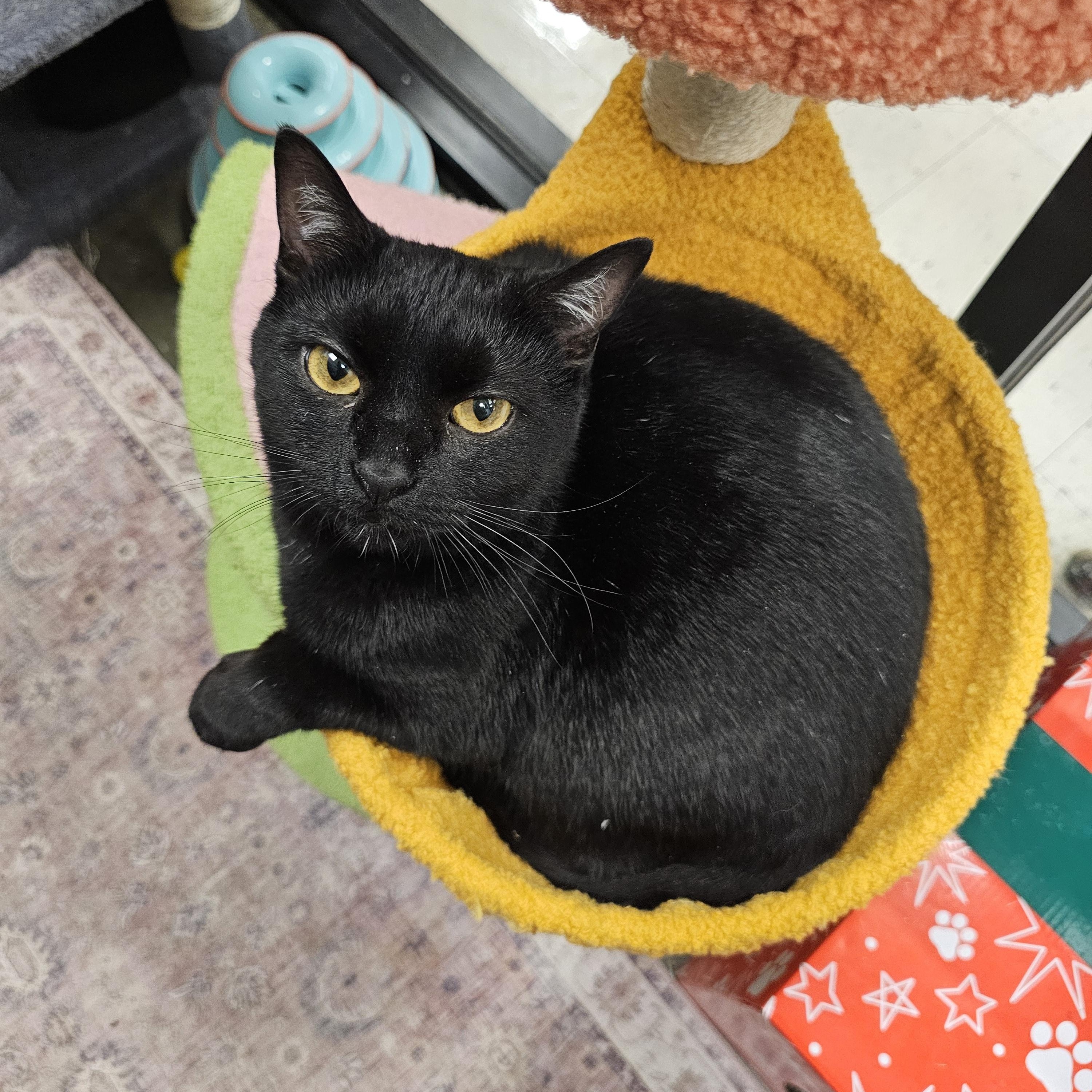 Marisol, adopted, Young Female Domestic Short Hair.