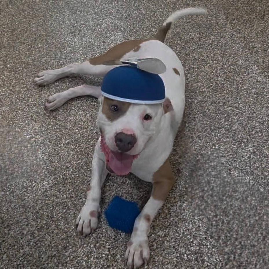Woody, a Adoptable mixed breed in Tomball, TX image 1/3