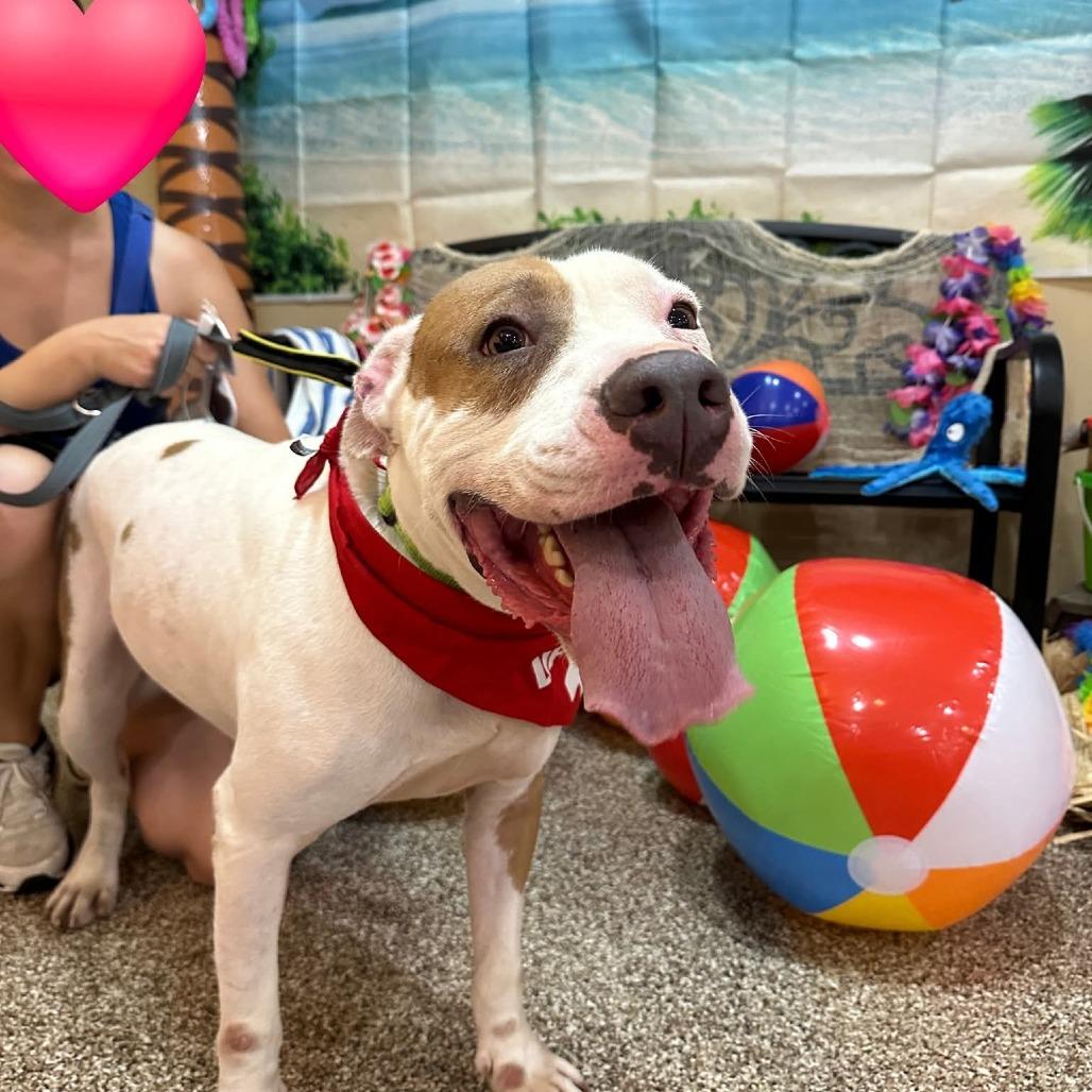 Woody, a Adoptable mixed breed in Tomball, TX image 1/5