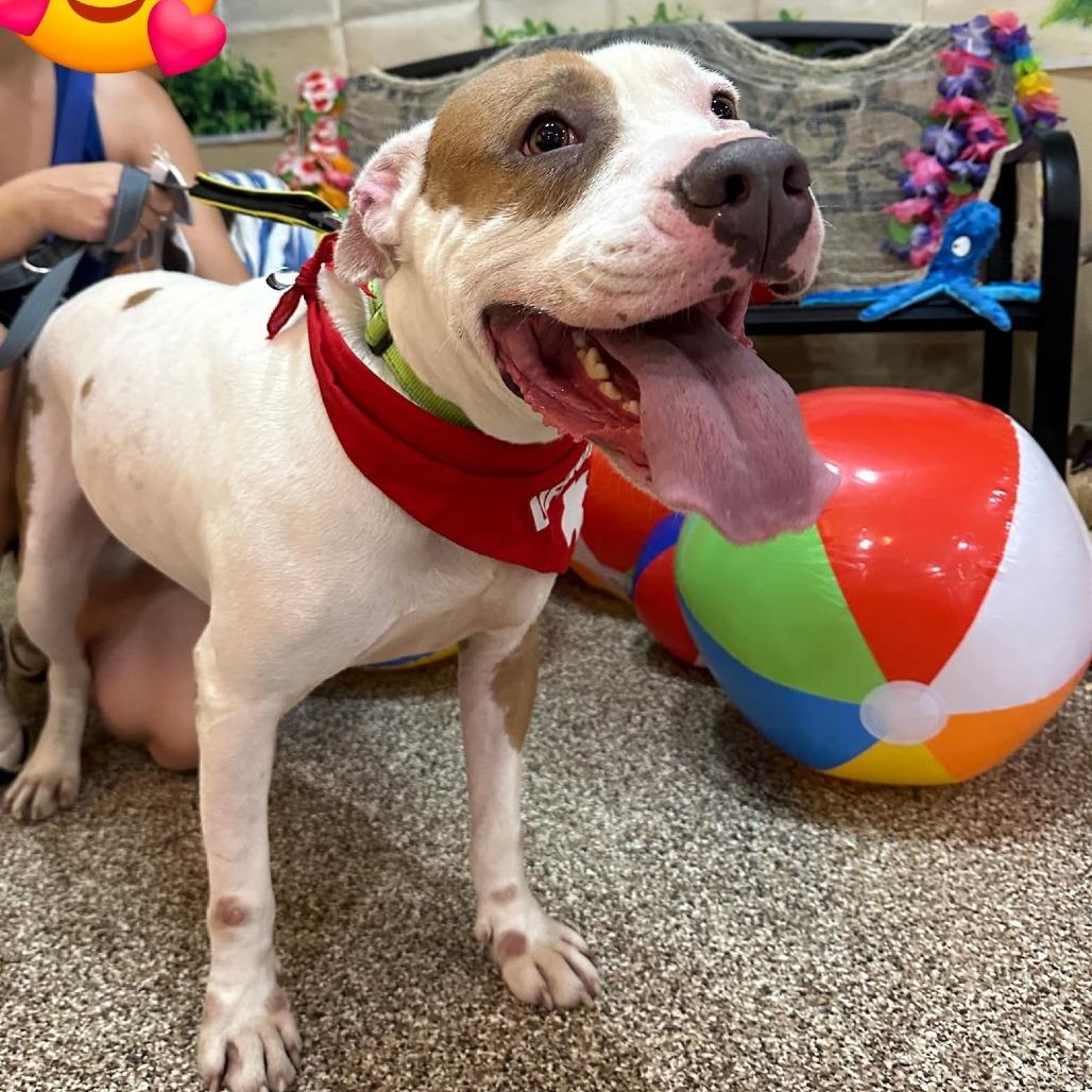 Woody, a Adoptable mixed breed in Tomball, TX image 2/5