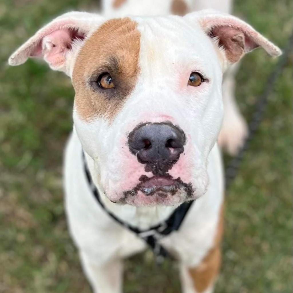 Woody, a Adoptable mixed breed in Tomball, TX image 3/5