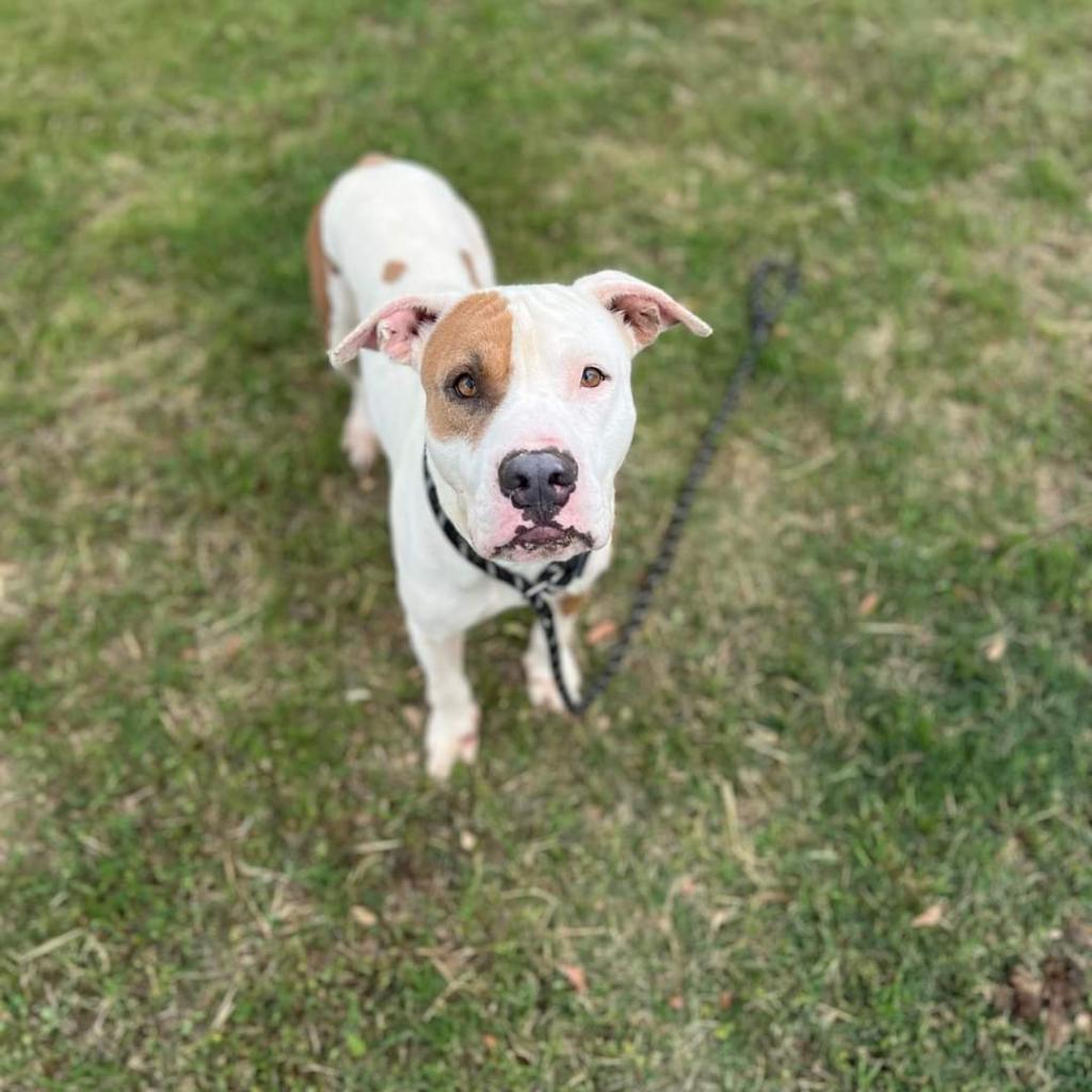 Woody, a Adoptable mixed breed in Tomball, TX image 5/5