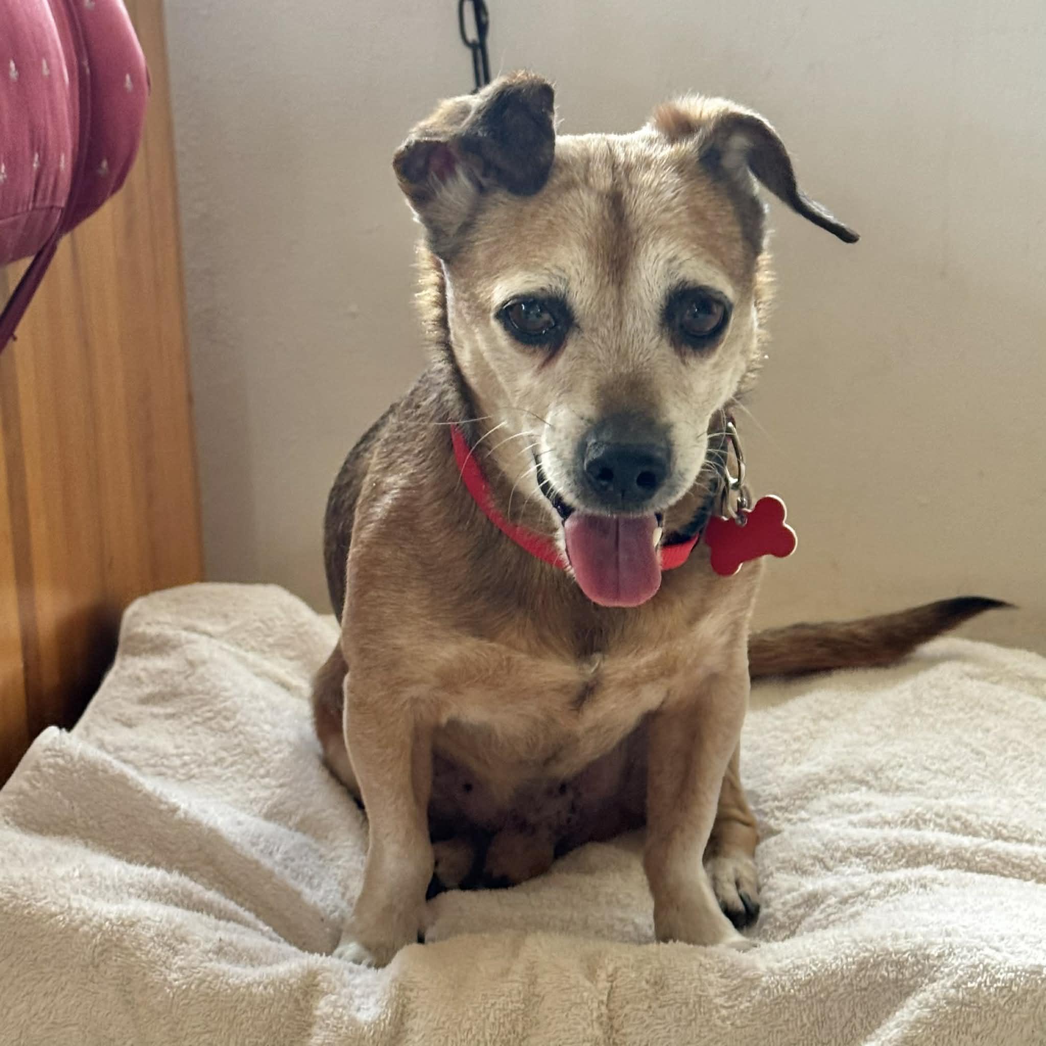 Charlie, ADOPTABLE, Adult Male Dachshund & Beagle.