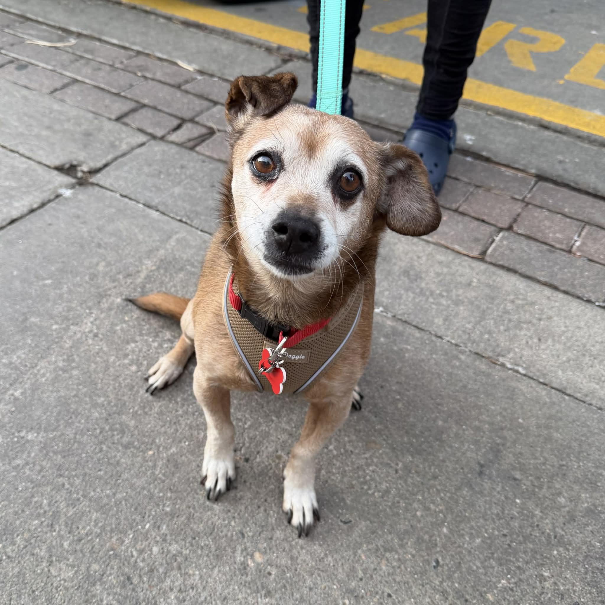 Charlie, a ADOPTABLE mixed breed in Boulder, CO image 6/6