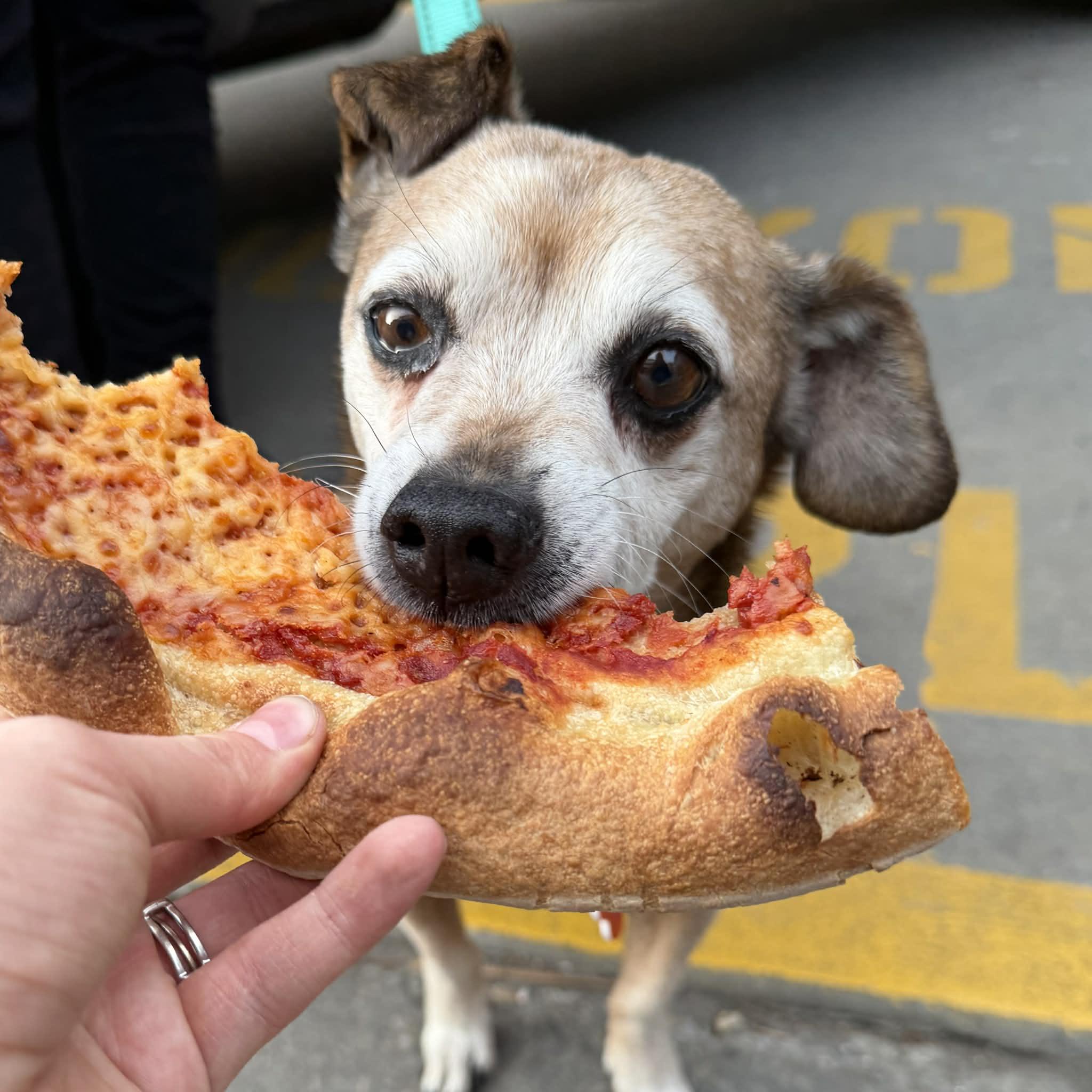 Charlie, a ADOPTABLE mixed breed in Boulder, CO image 5/6