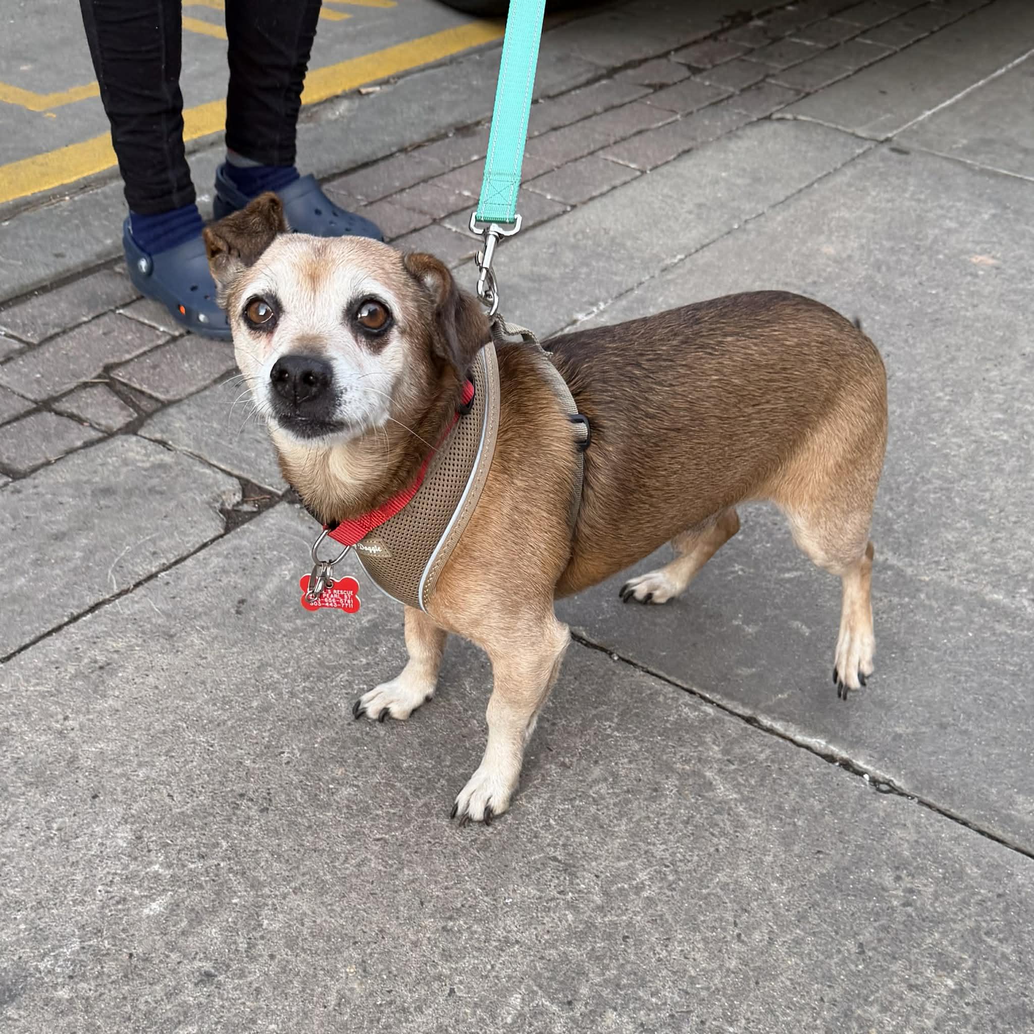 Charlie, ADOPTABLE, Adult Male Dachshund & Beagle.