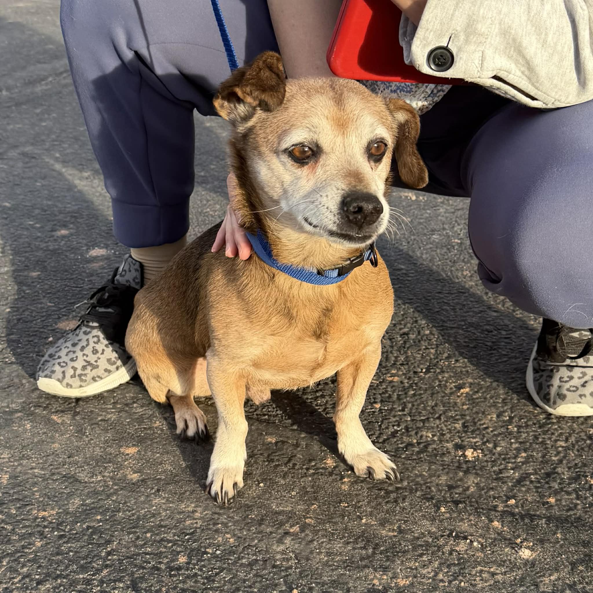 Charlie, a ADOPTABLE mixed breed in Boulder, CO image 4/6
