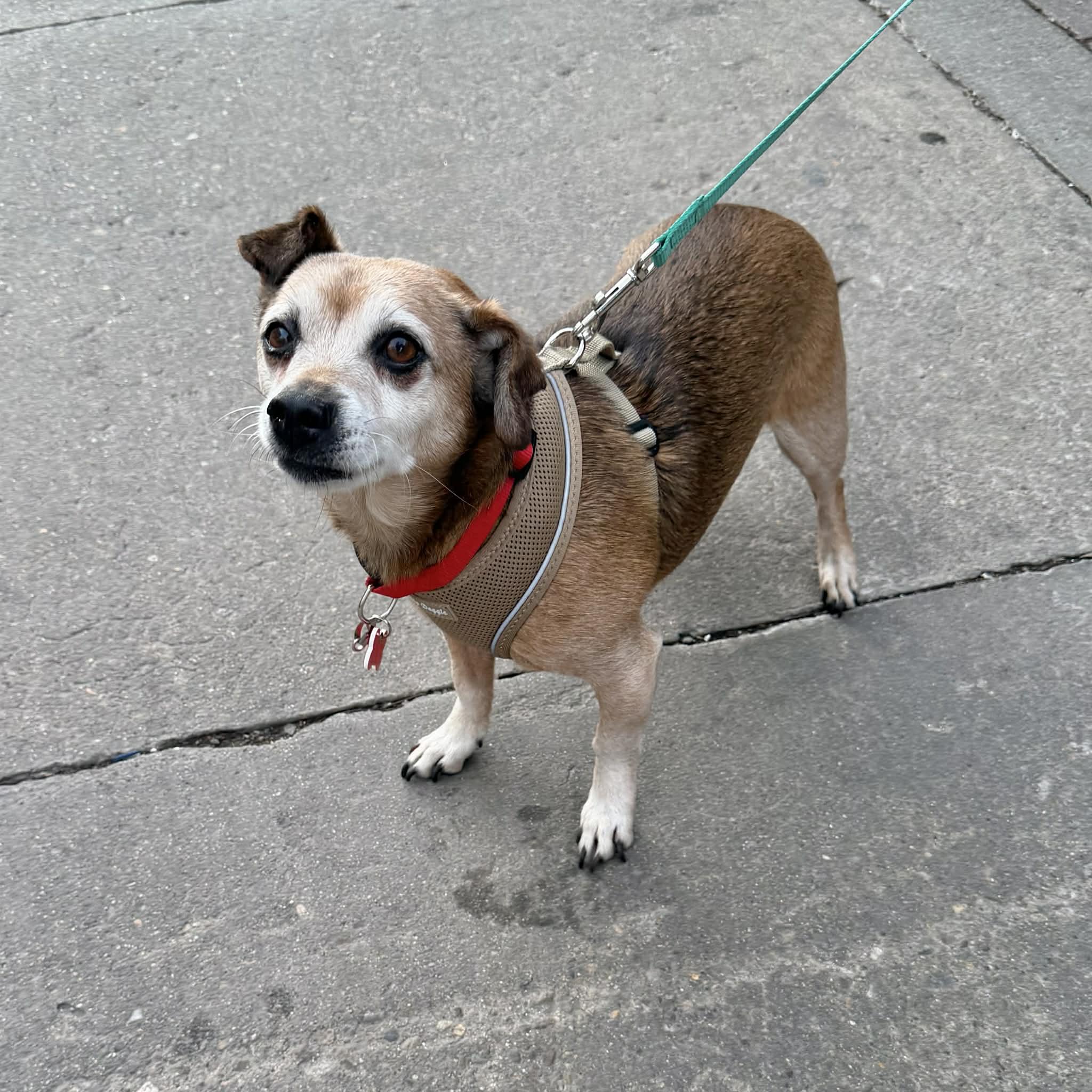 Charlie, a ADOPTABLE mixed breed in Boulder, CO image 3/6