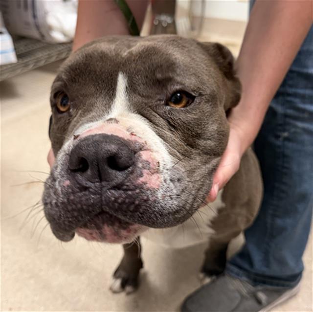 Enlarge Hank Hill - URGENT - LONGTIME RESIDENT, a ADOPTABLE Pit Bull Terrier in Thousand Oaks, CA image 1/1