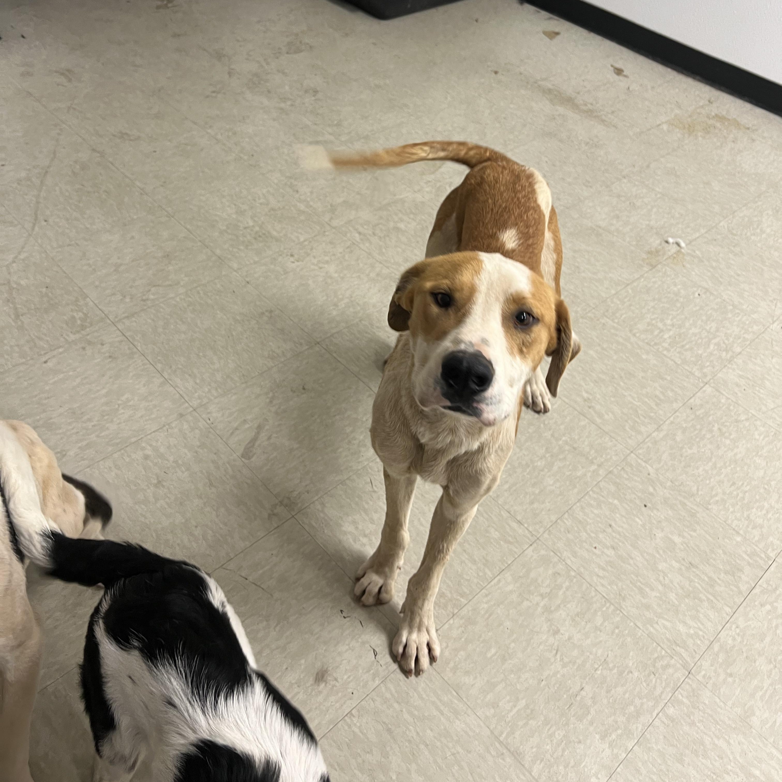 Enlarge Mike, an adopted mixed breed in Fort Collins, CO image 6/6