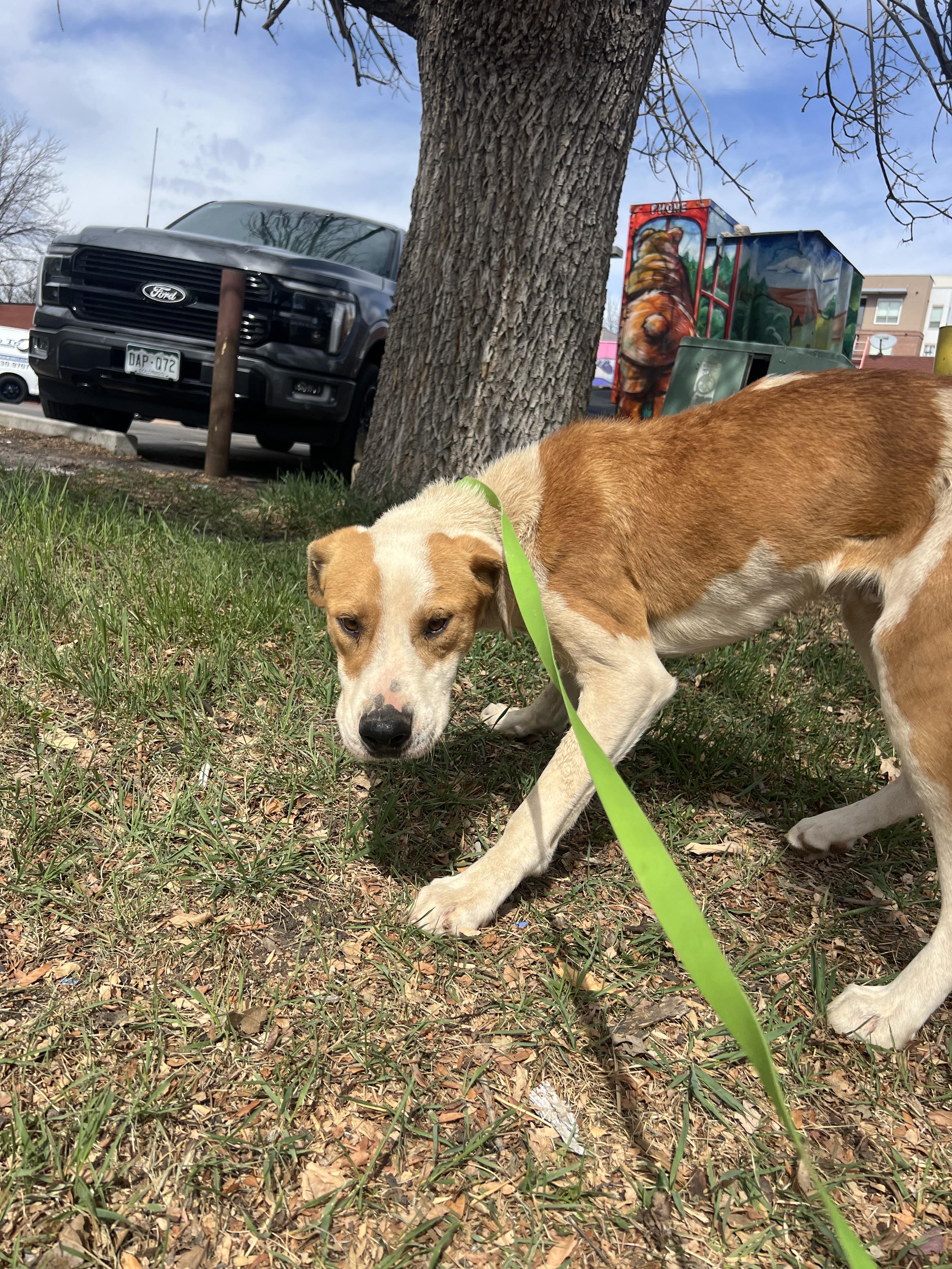 Enlarge Mike, an adopted mixed breed in Fort Collins, CO image 4/6