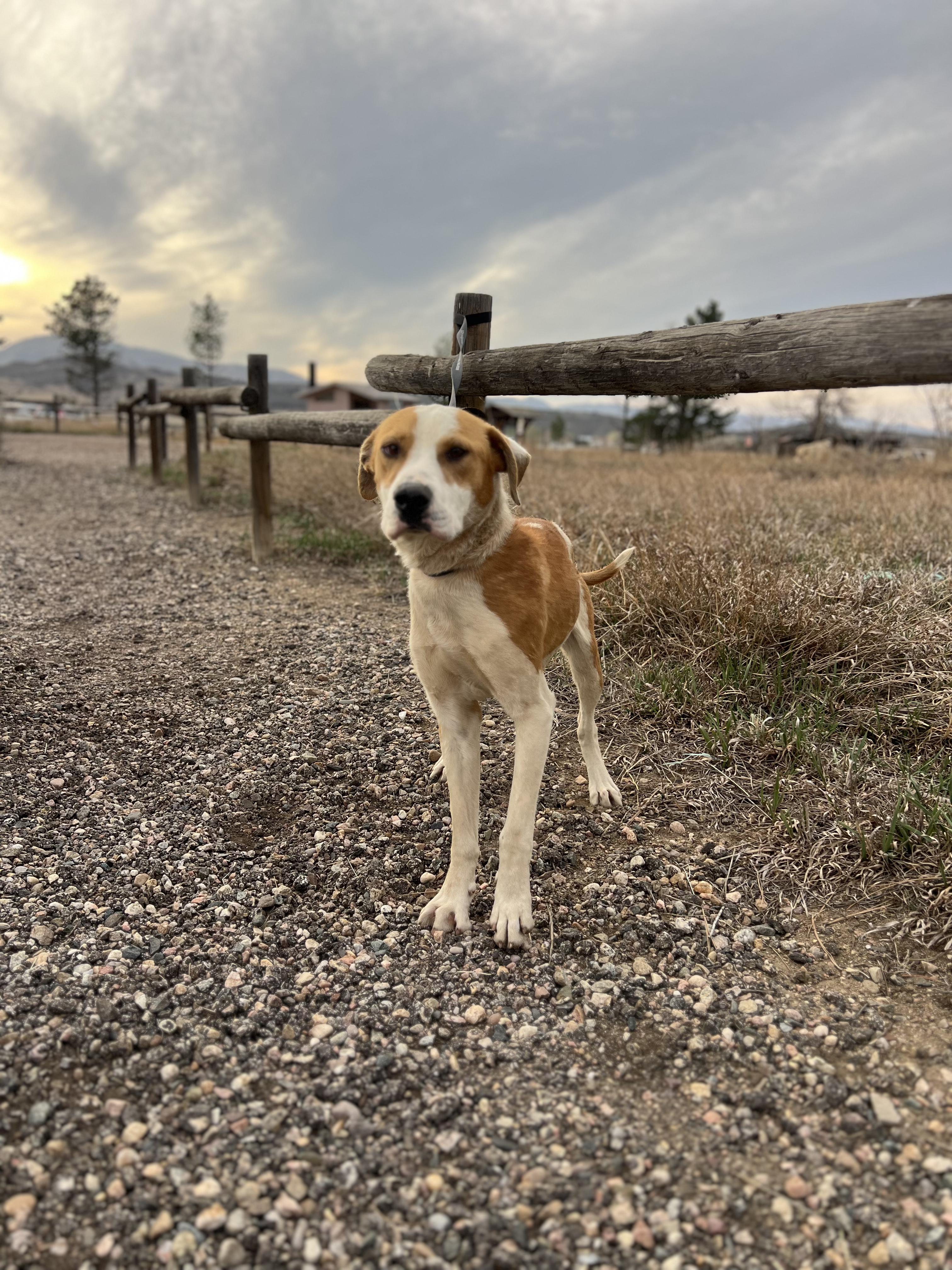 Mike, adopted, Young Male Hound & Australian Cattle Dog / Blue Heeler.