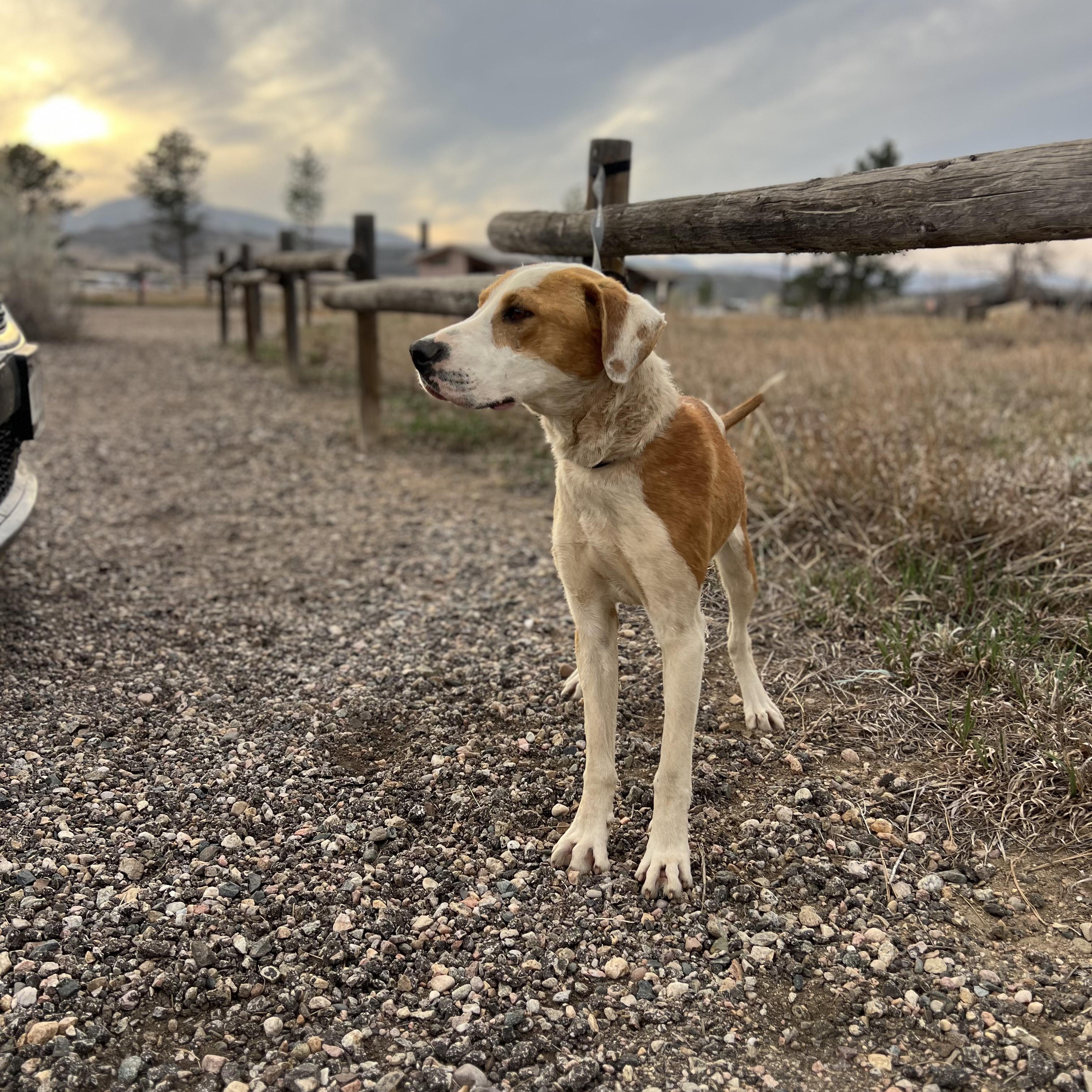 Enlarge Mike, an adopted mixed breed in Fort Collins, CO image 2/6
