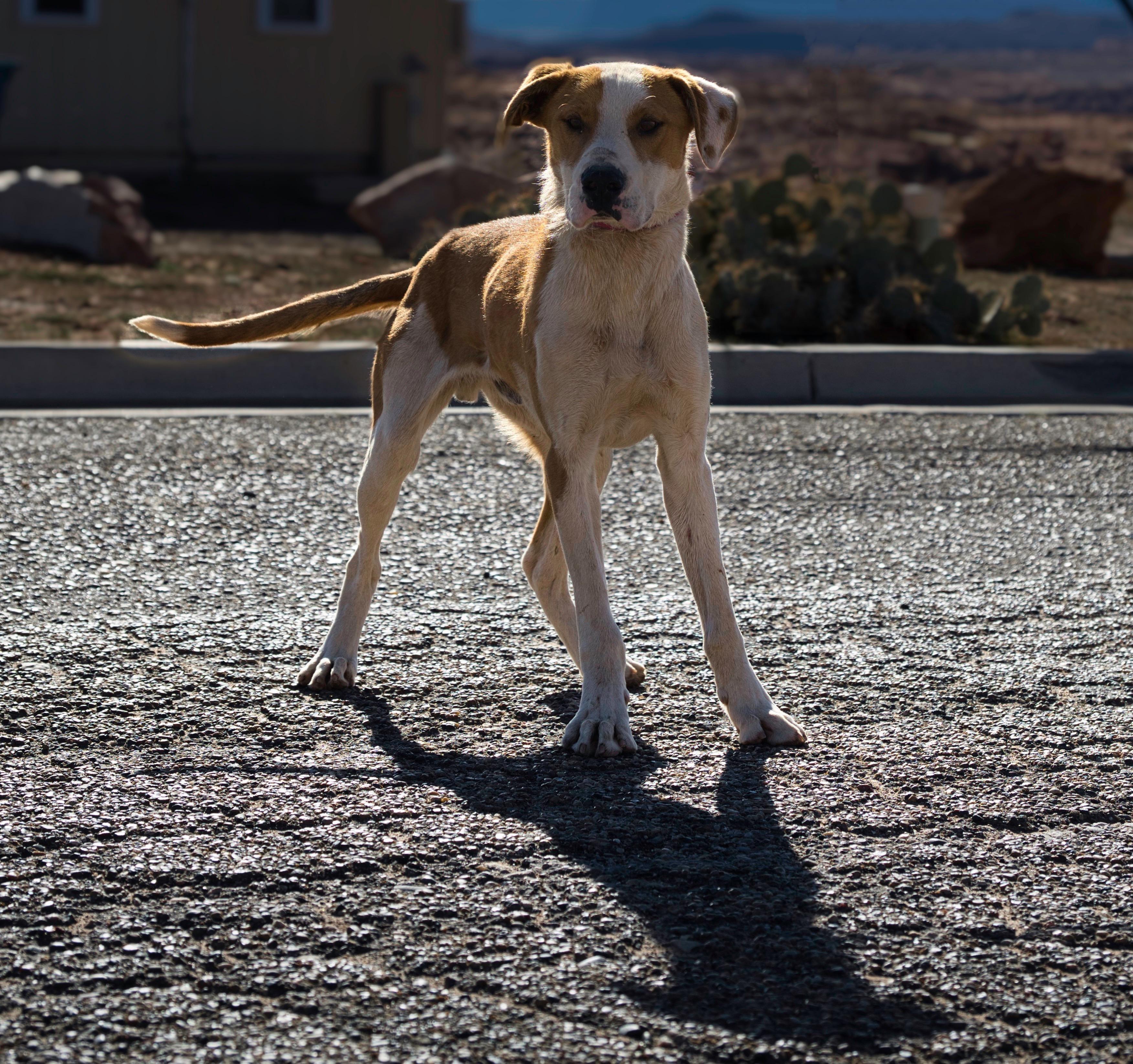 Enlarge Mike, an adopted mixed breed in Fort Collins, CO image 3/6