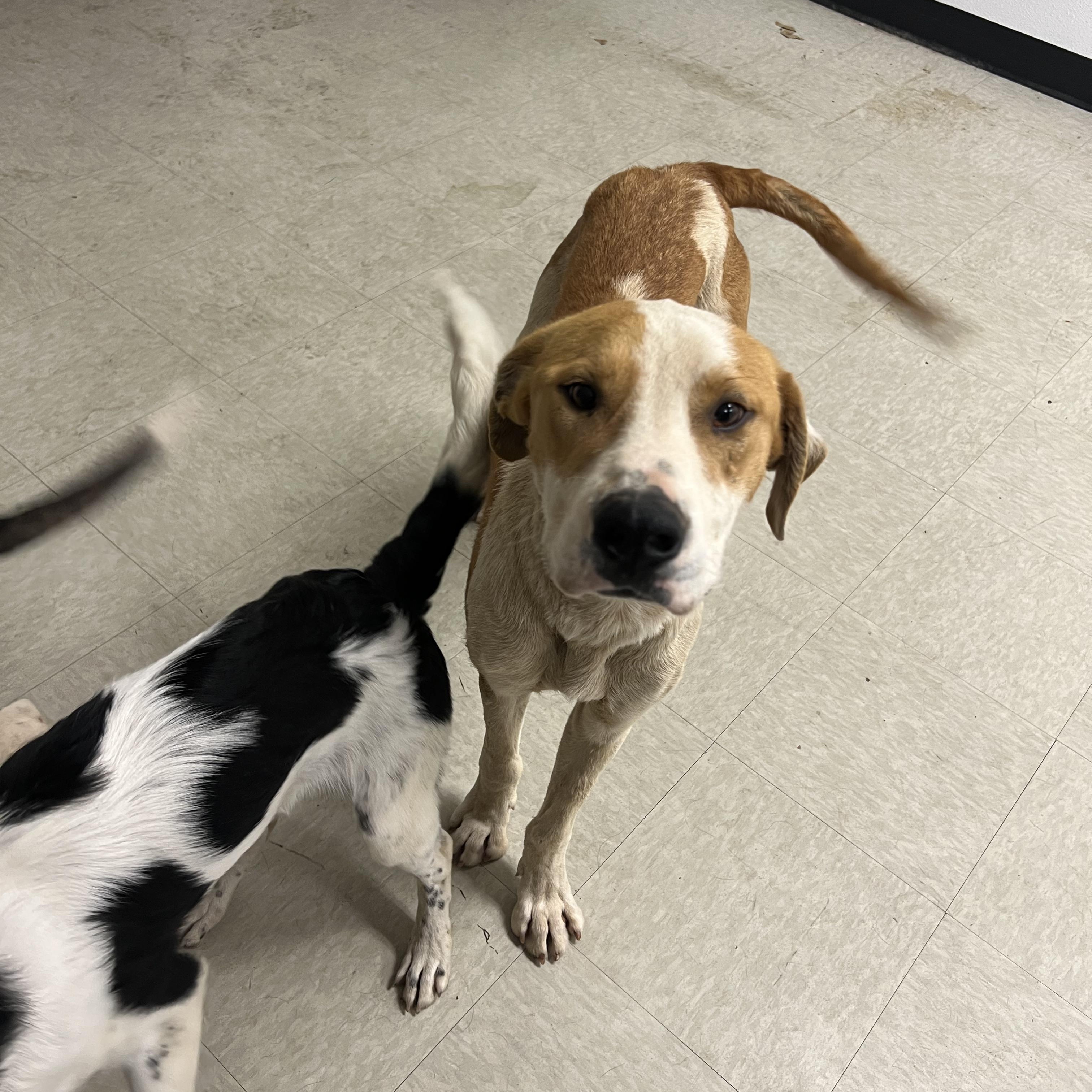 Enlarge Mike, an adopted mixed breed in Fort Collins, CO image 5/6