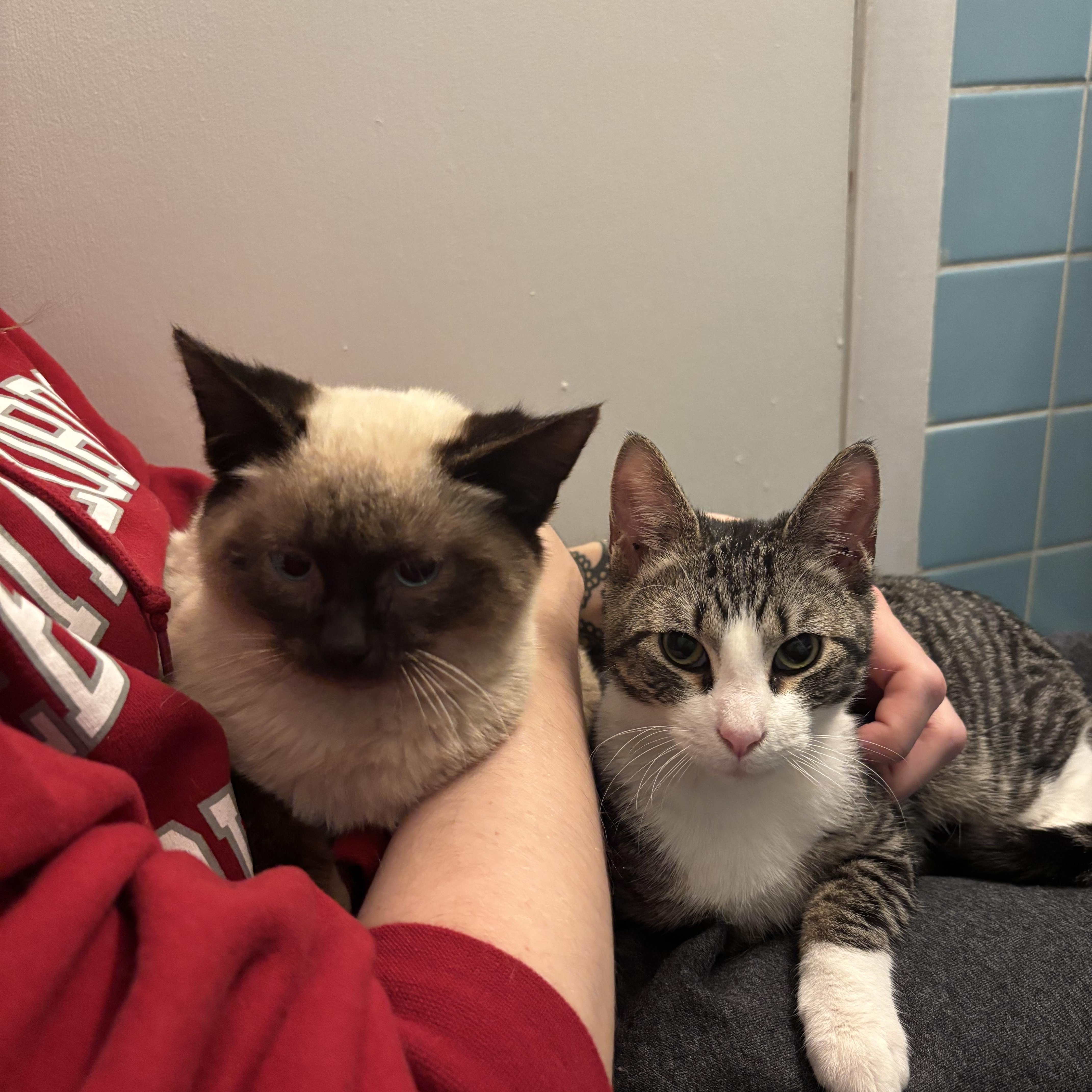 Santa Claws, a ADOPTABLE American Shorthair in Philadelphia, PA image 4/6