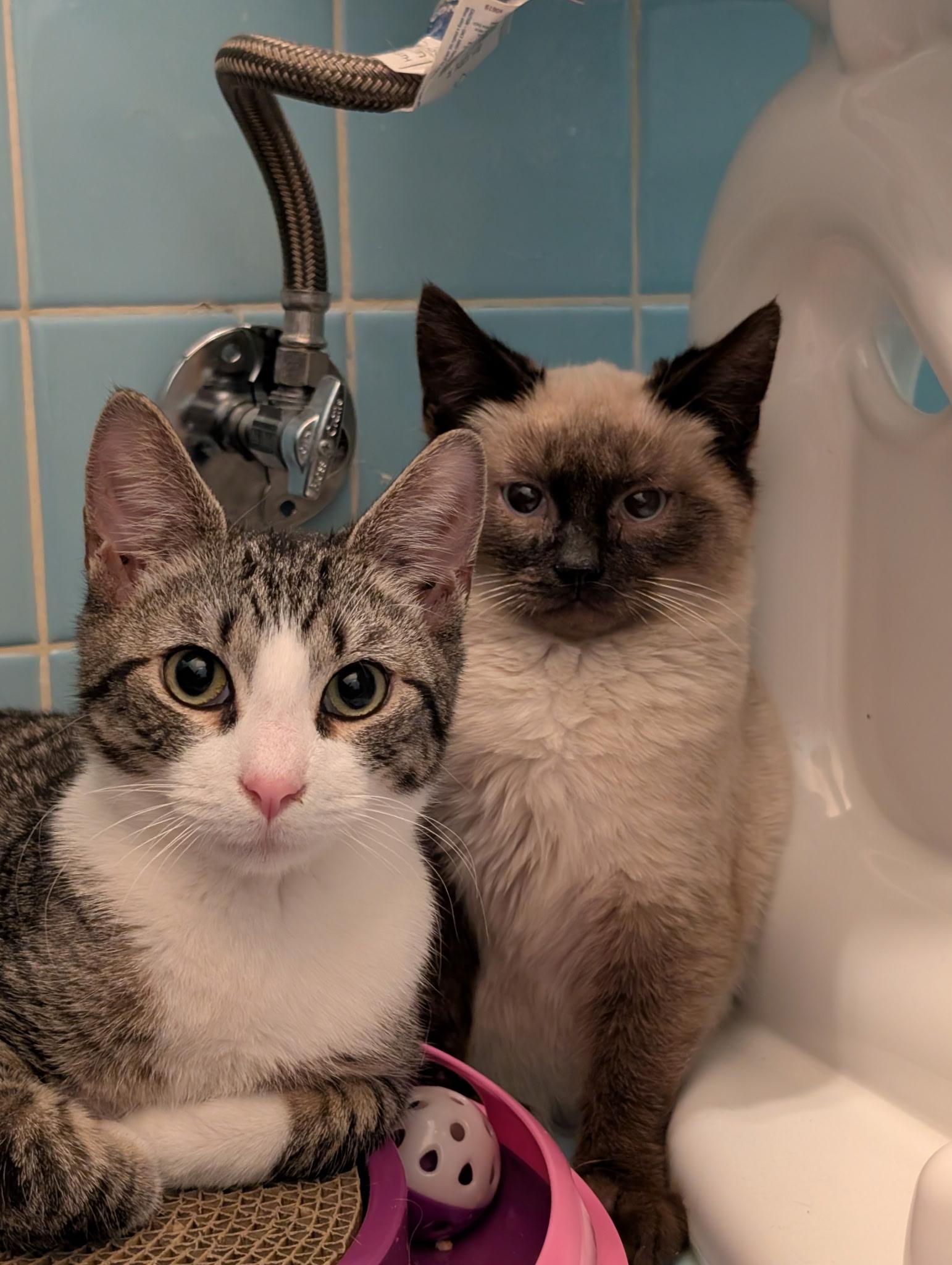 Santa Claws, a ADOPTABLE American Shorthair in Philadelphia, PA image 5/6