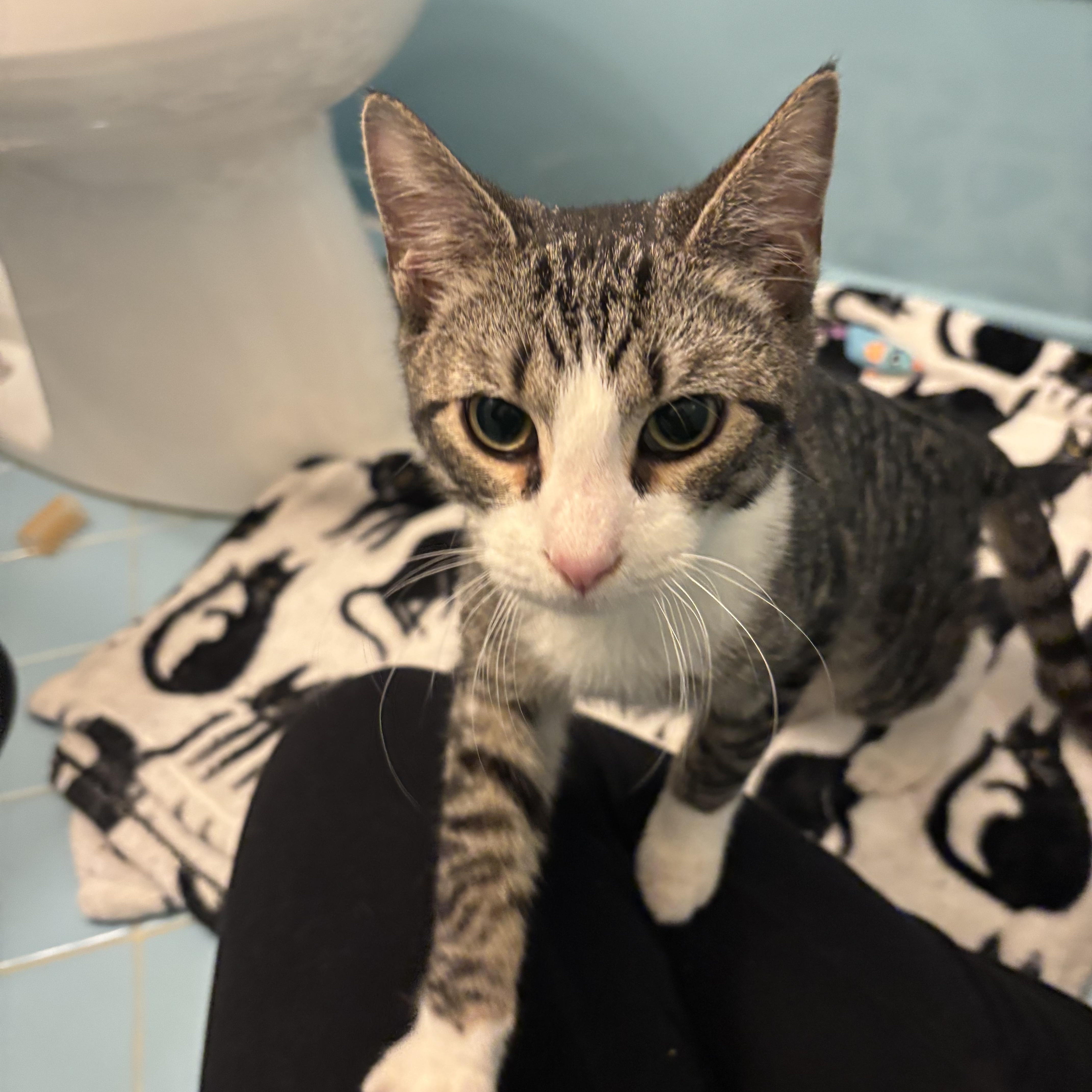 Santa Claws, a ADOPTABLE American Shorthair in Philadelphia, PA image 3/6