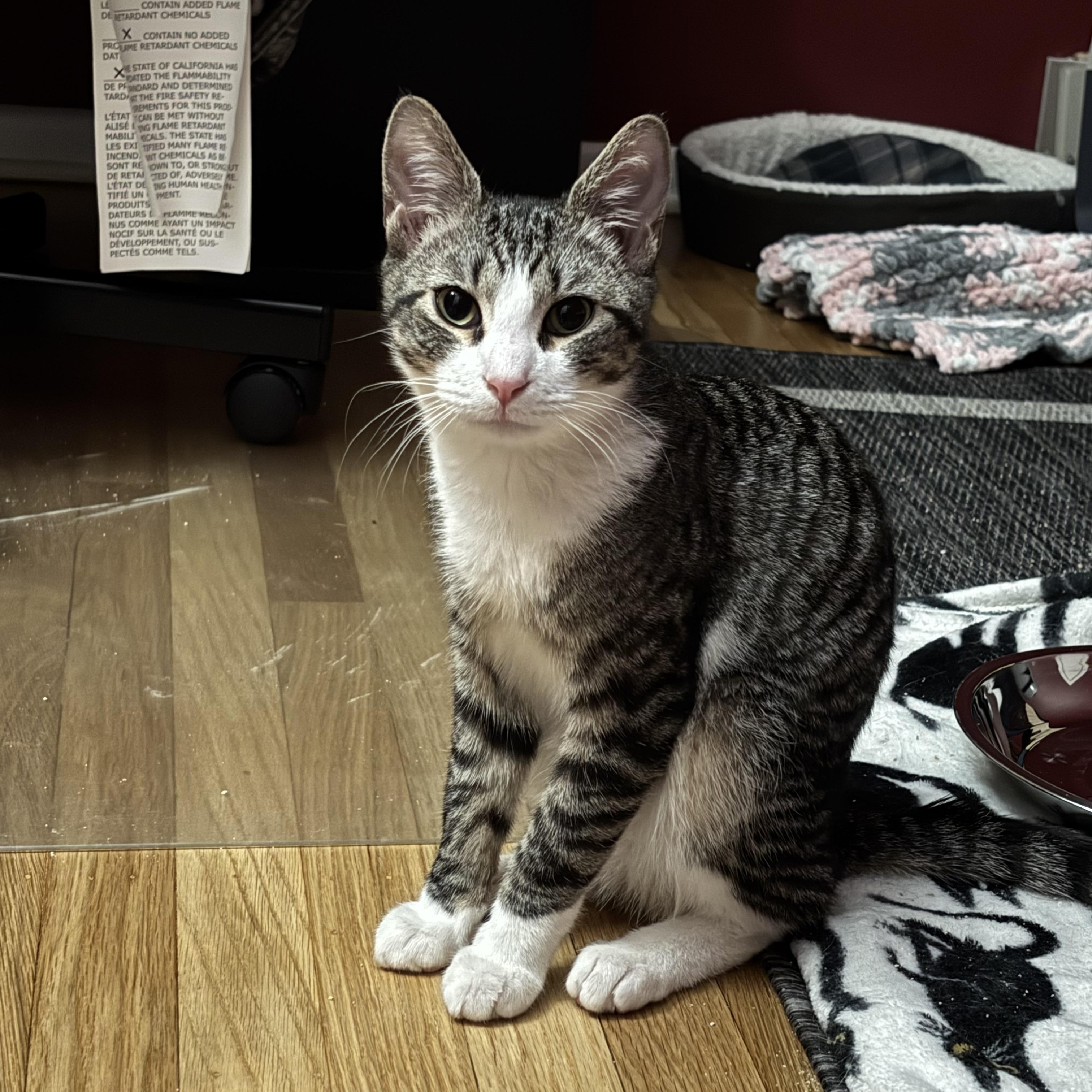 Santa Claws, a ADOPTABLE American Shorthair in Philadelphia, PA image 2/6