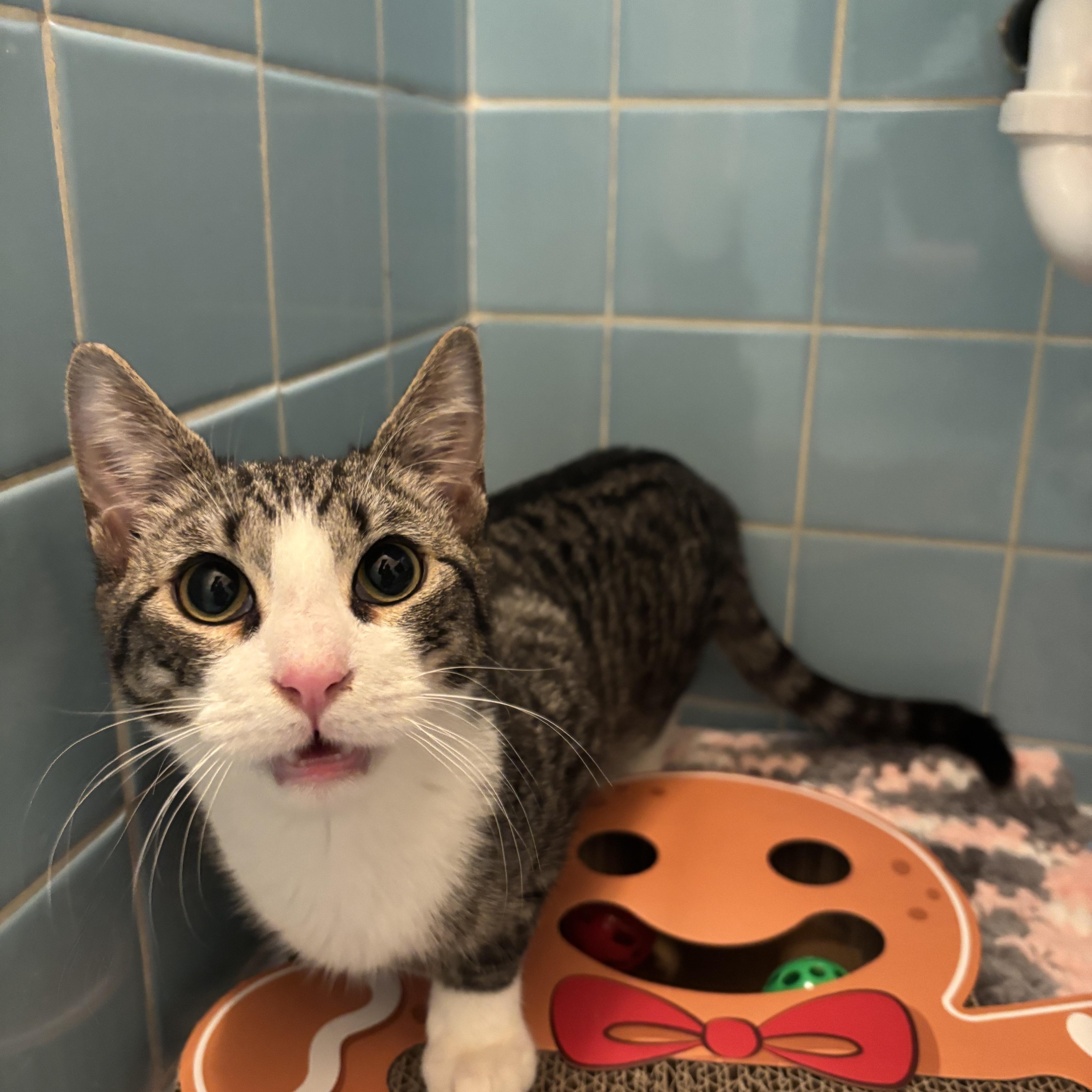 Santa Claws thumbnail 6