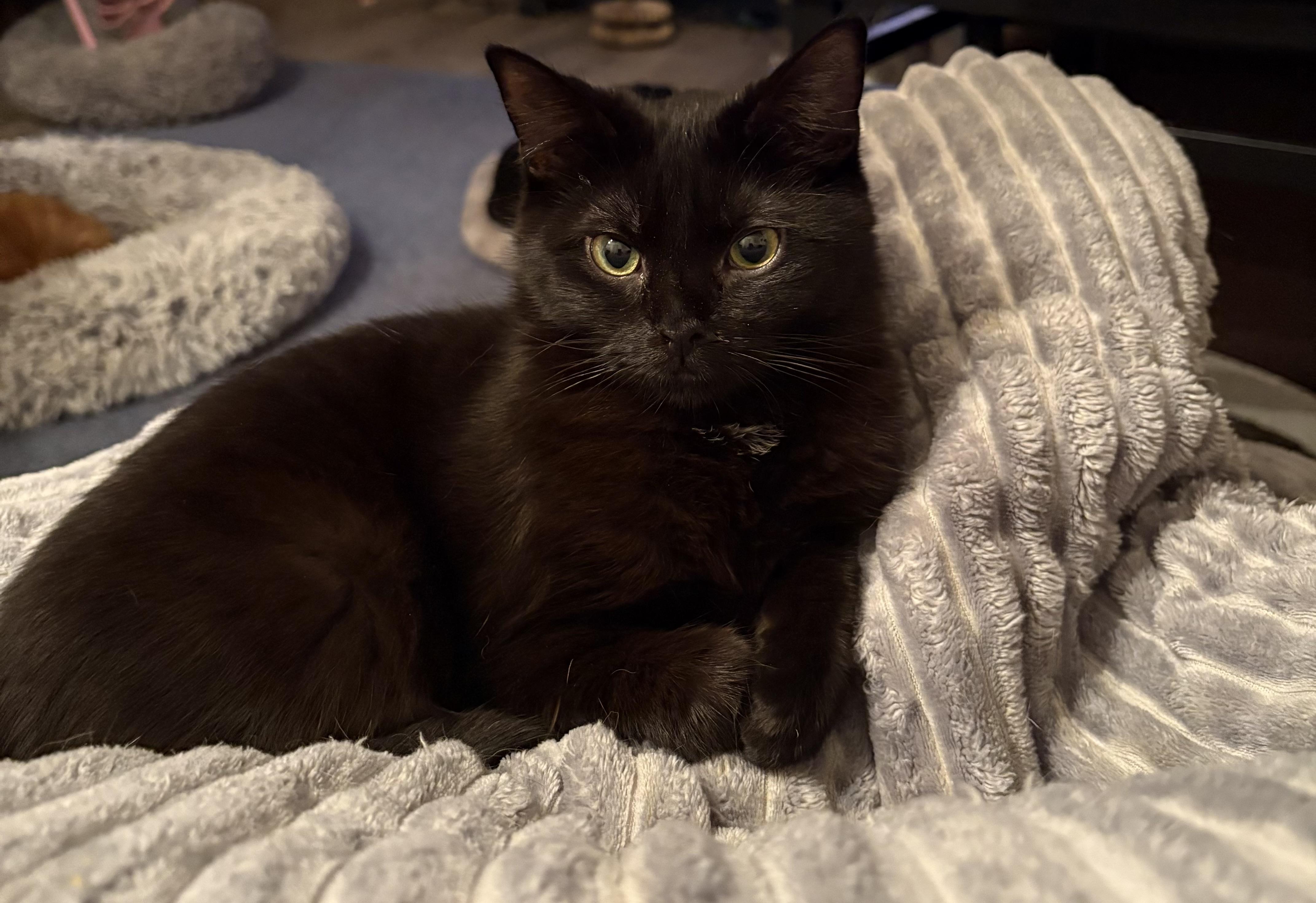 Pluto, a ADOPTABLE Domestic Short Hair in Kirklin, IN image 5/6