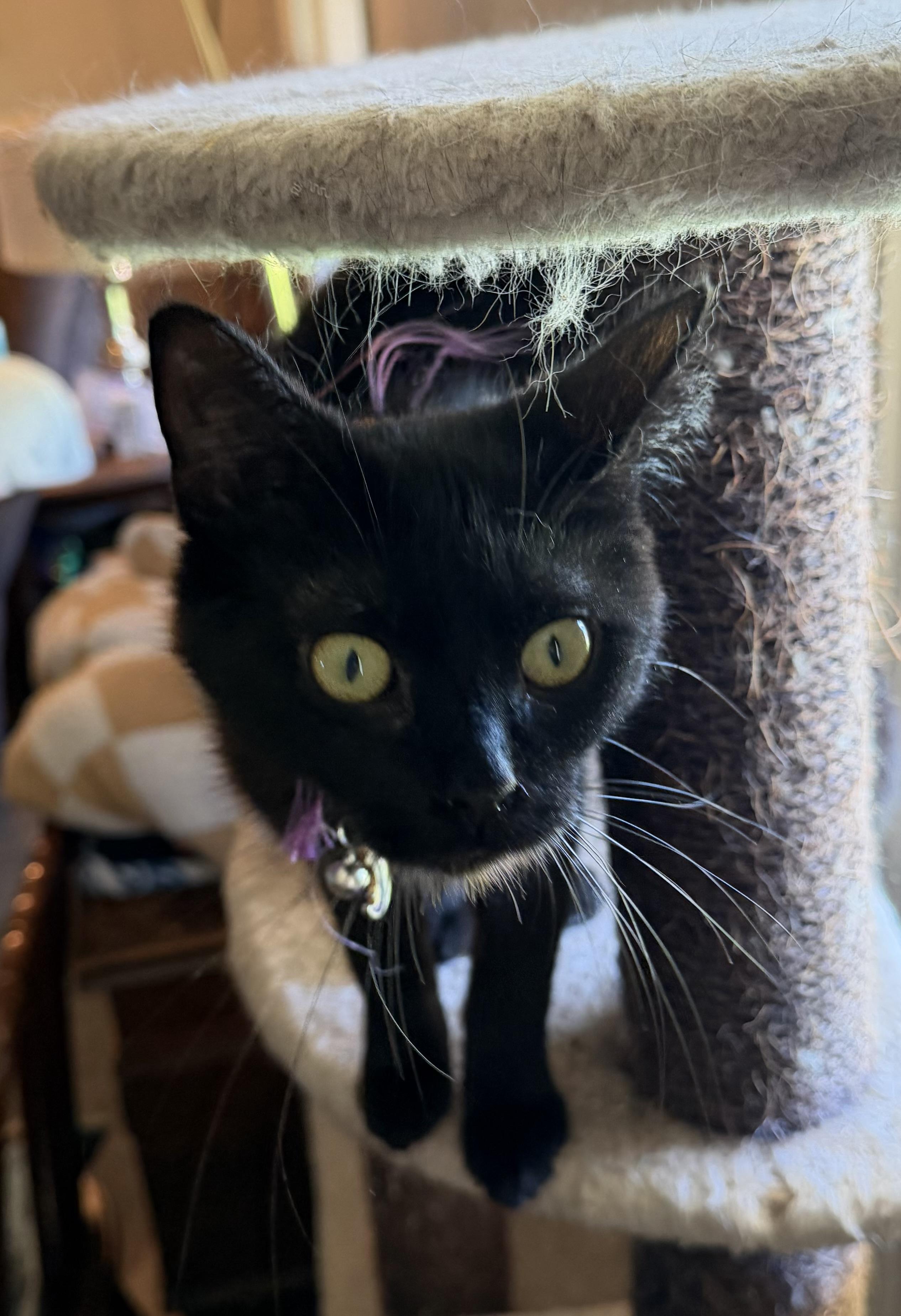 Pluto, a ADOPTABLE Domestic Short Hair in Kirklin, IN image 2/6