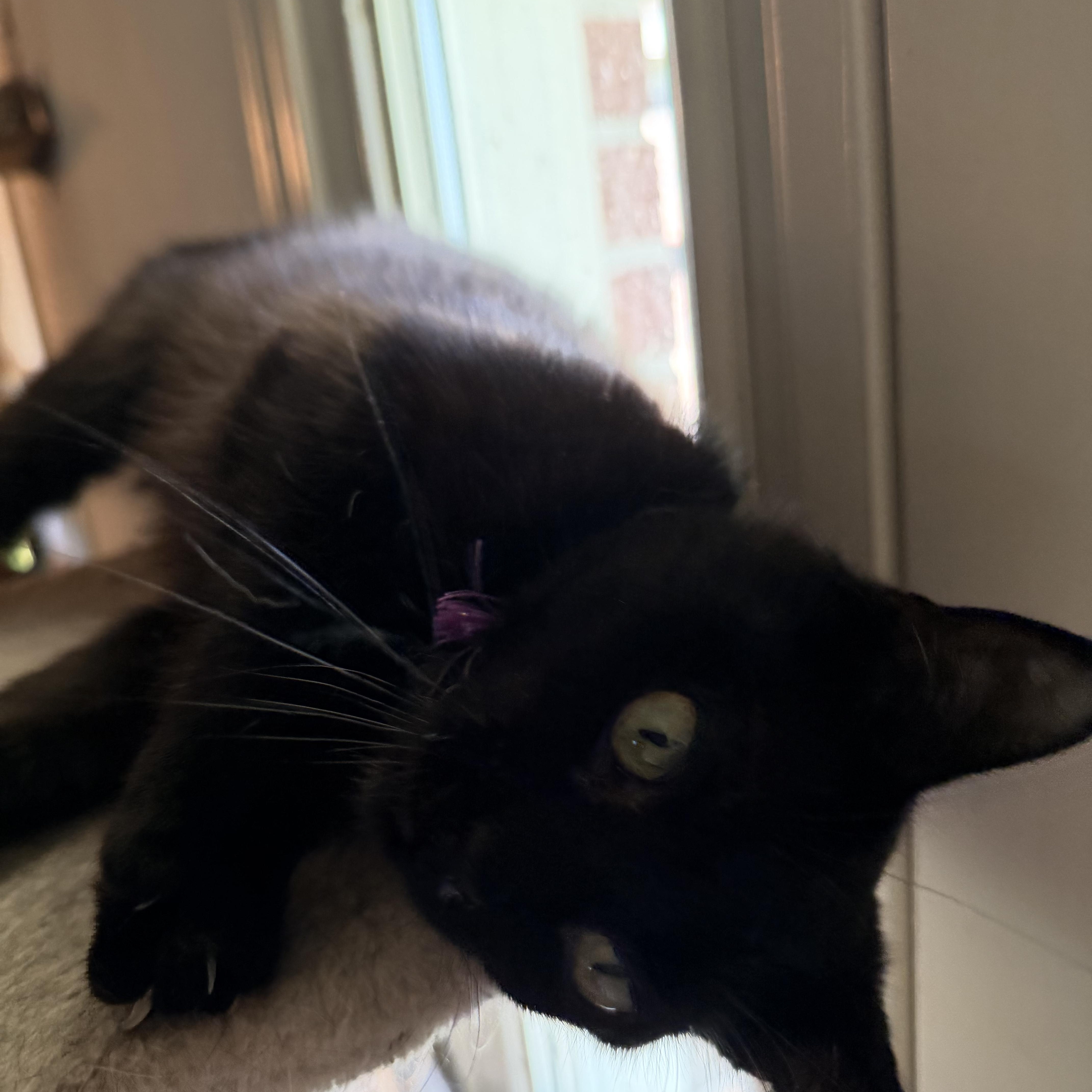 Pluto, a ADOPTABLE Domestic Short Hair in Kirklin, IN image 4/6