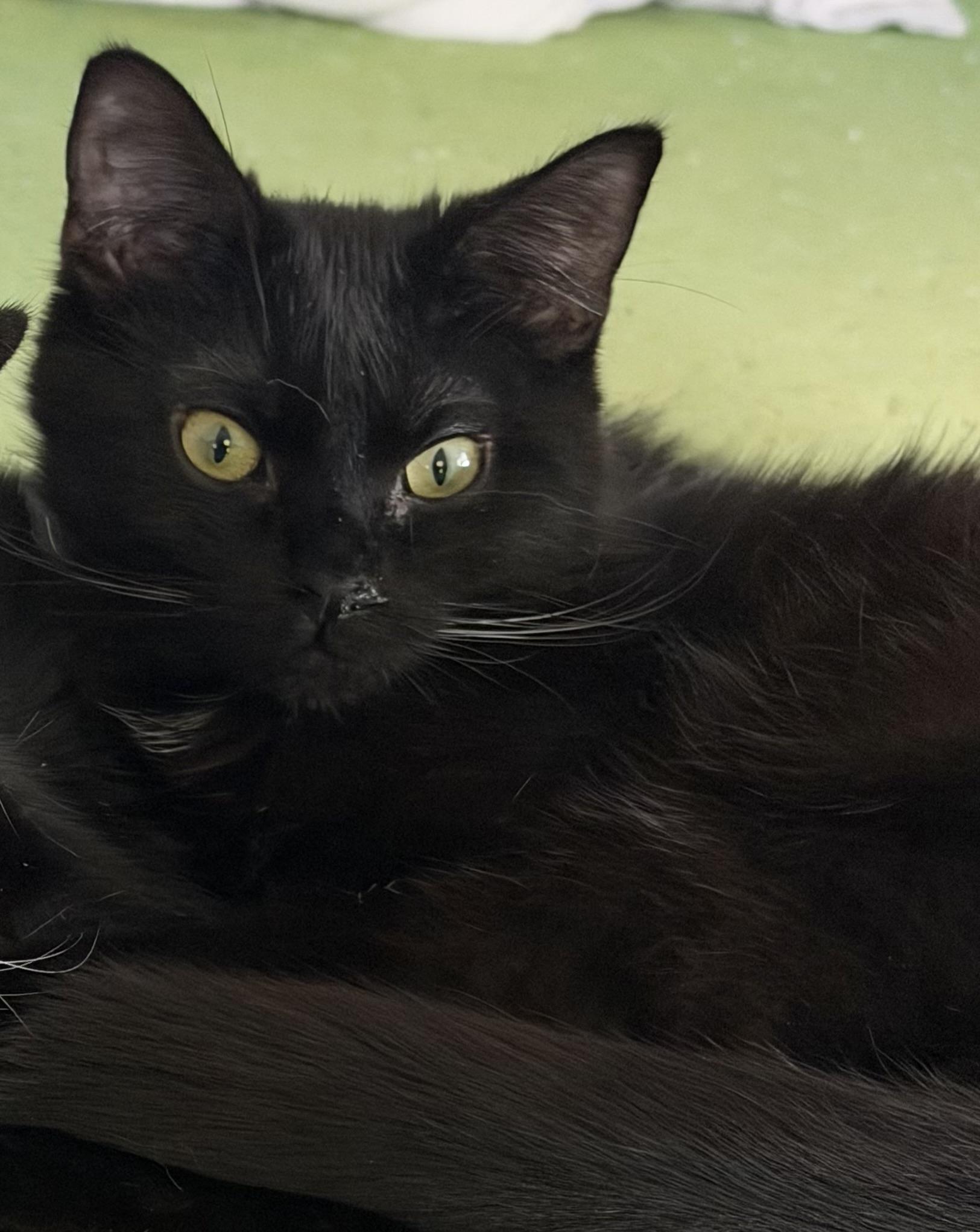 Pluto, ADOPTABLE, Kitten Female Domestic Short Hair.