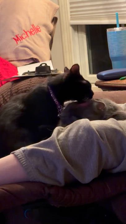 Enlarge Pluto, a ADOPTABLE Domestic Short Hair in Kirklin, IN video 6/6