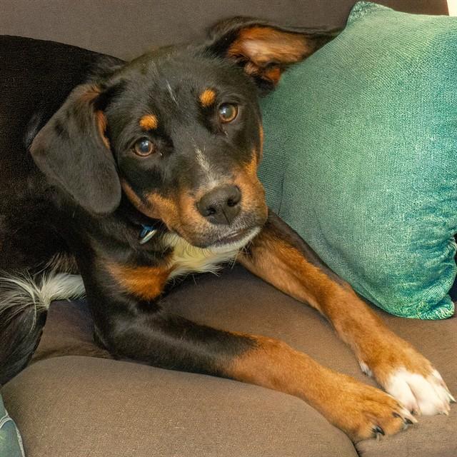 Enlarge FLANNEL, a Adoptable mixed breed in Saint Louis, MO image 1/1