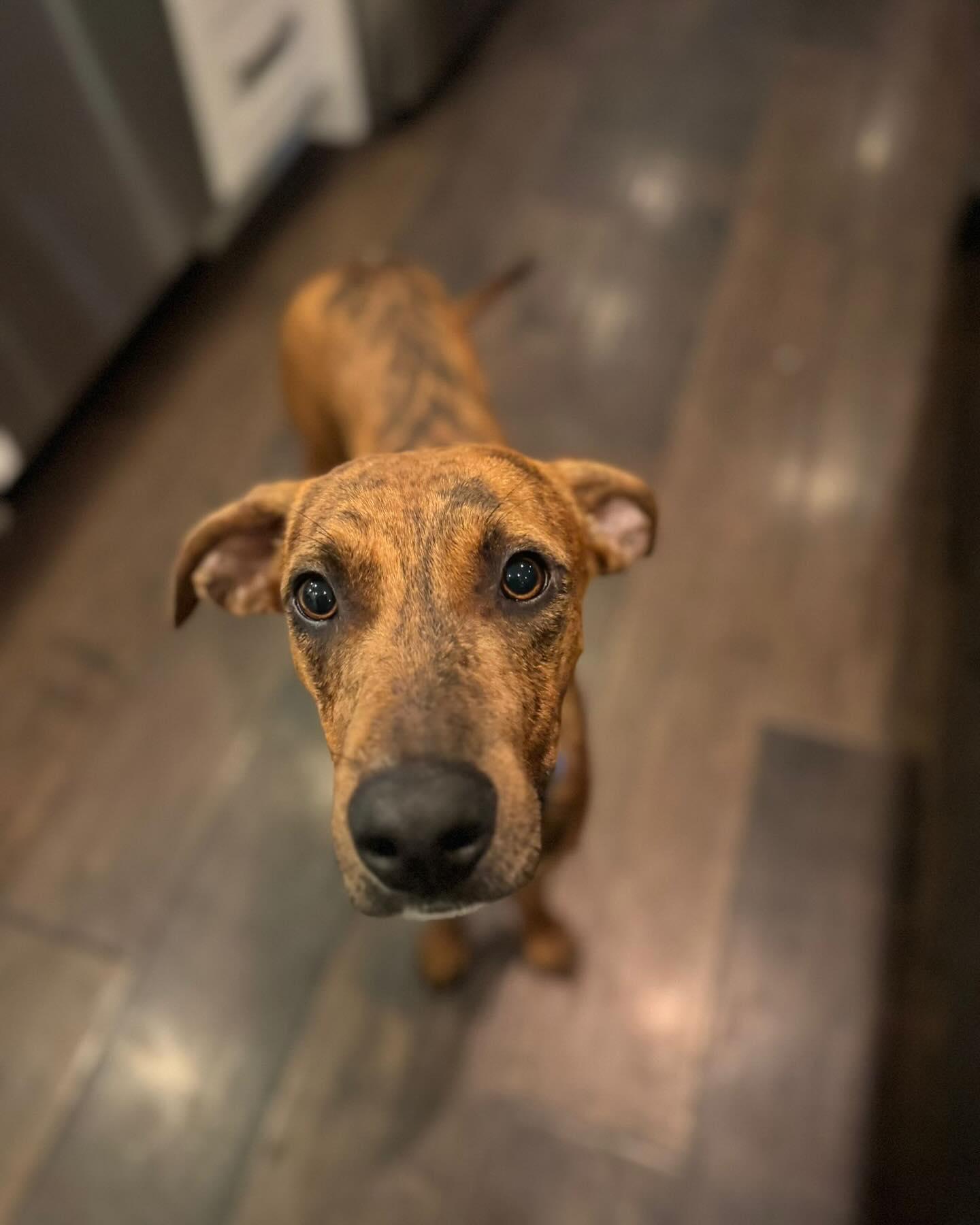 SIDNEY, an adoptable Vizsla in Coquitlam, BC, V3E 0A5 | Photo Image 5