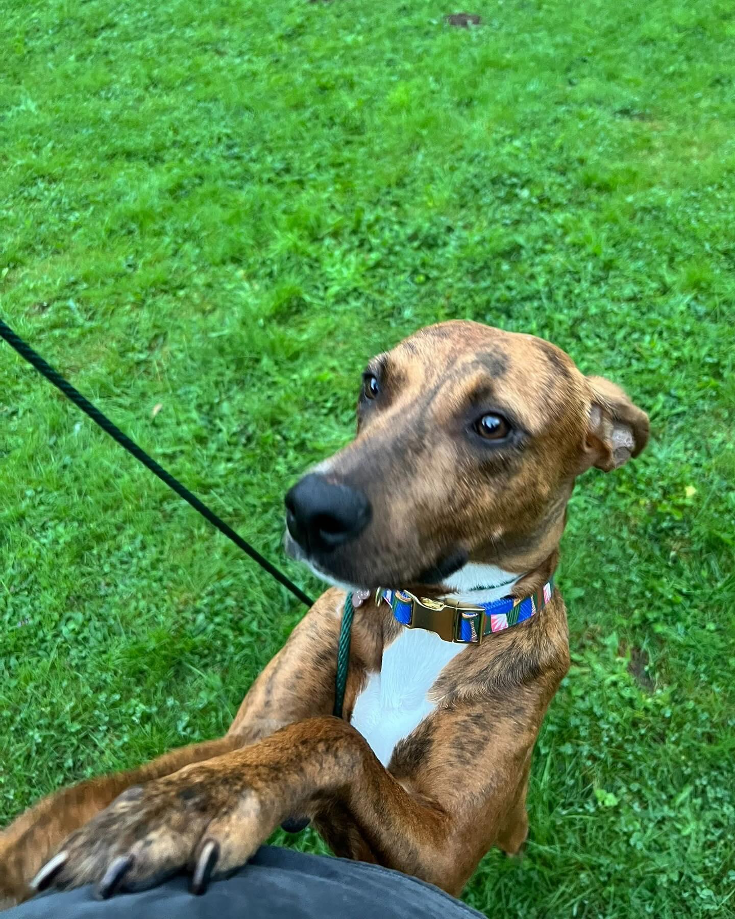 SIDNEY, a Adoptable mixed breed in Coquitlam, BC image 3/5