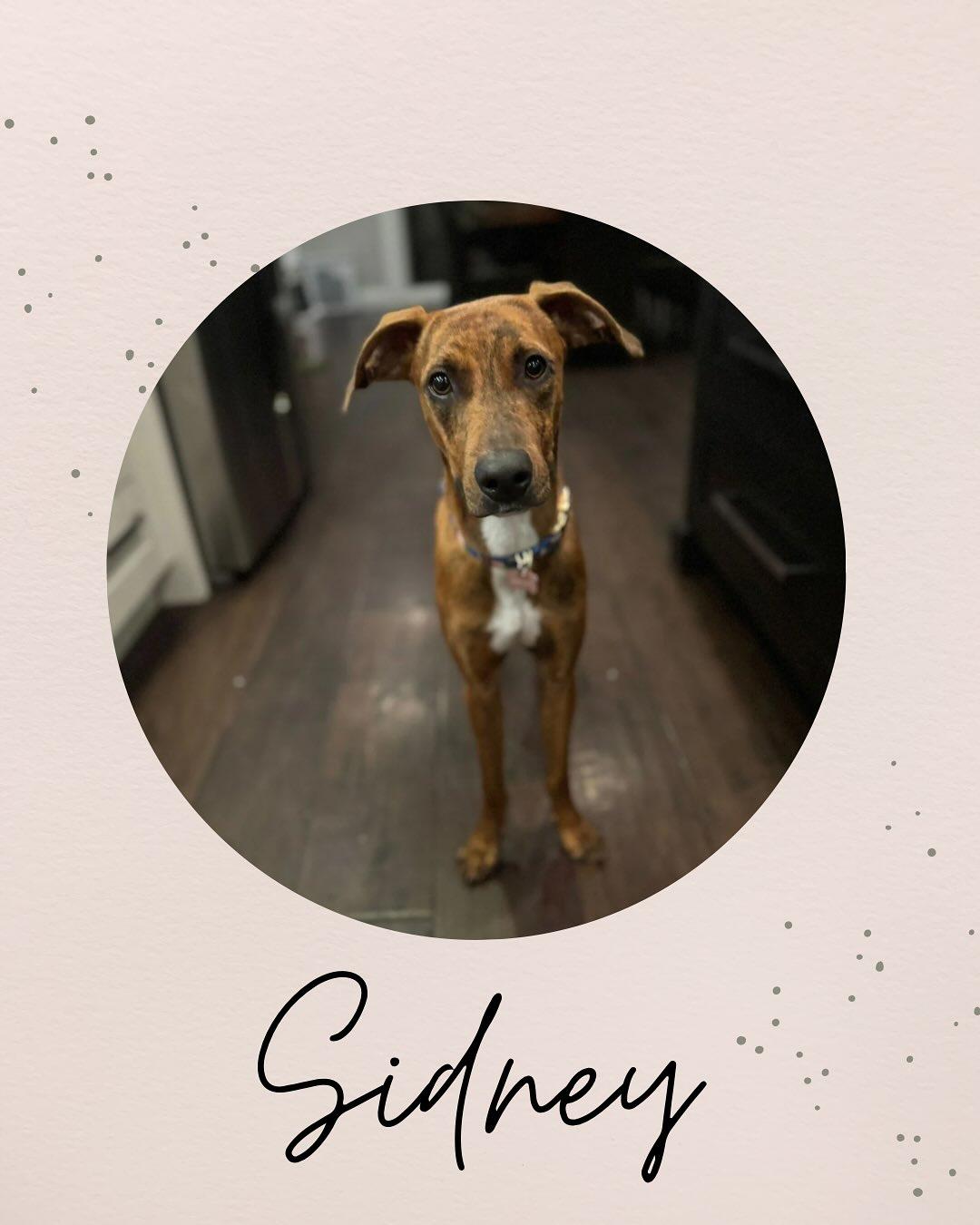 SIDNEY, a Adoptable mixed breed in Coquitlam, BC image 1/5