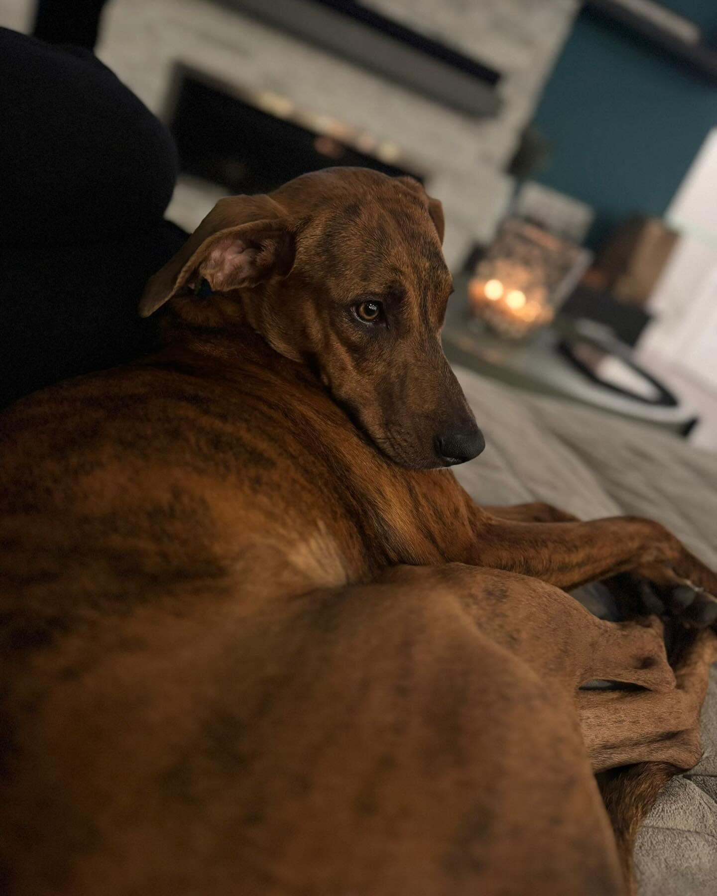 SIDNEY, an adoptable Vizsla in Coquitlam, BC, V3E 0A5 | Photo Image 2