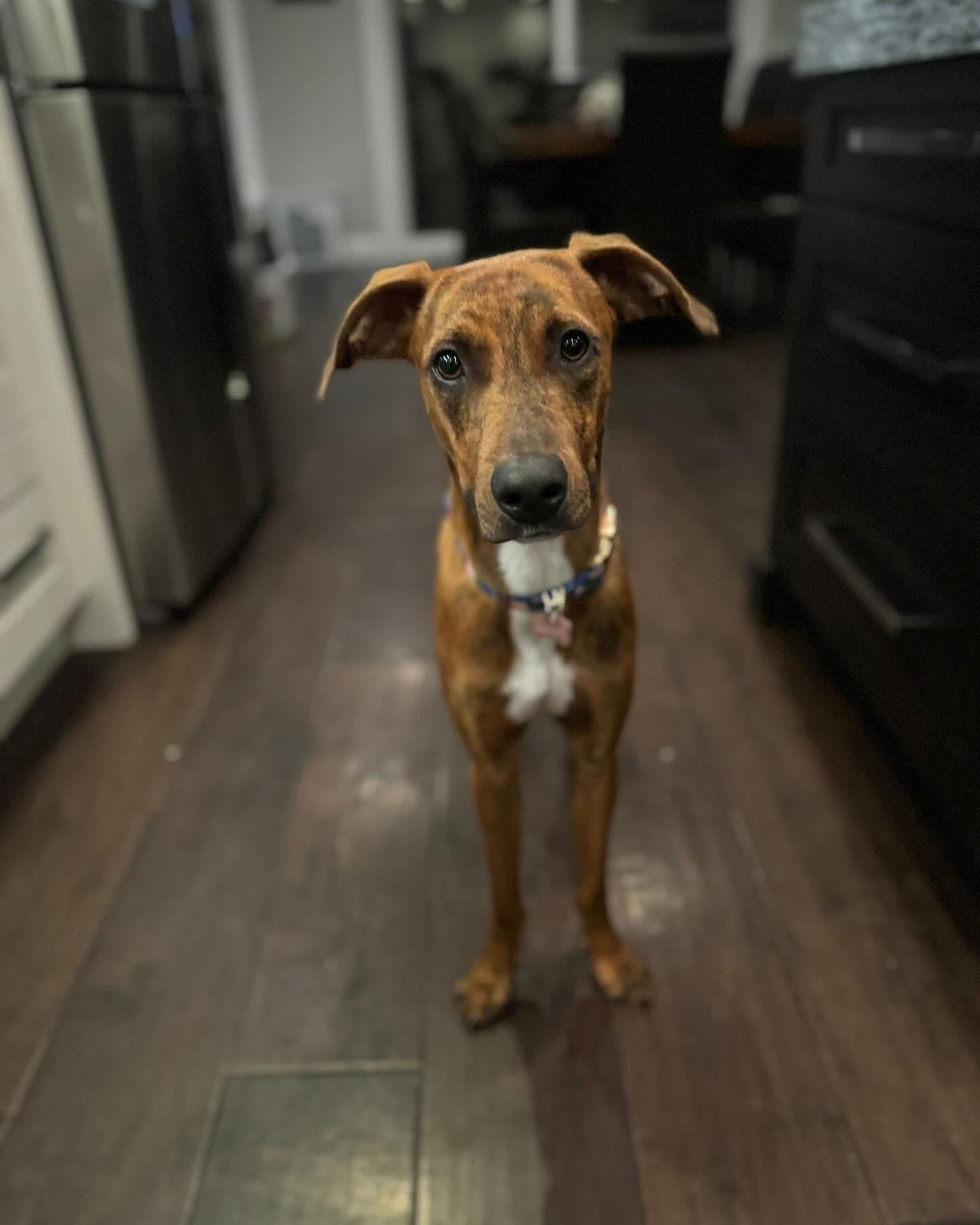 SIDNEY, a Adoptable mixed breed in Coquitlam, BC image 5/5