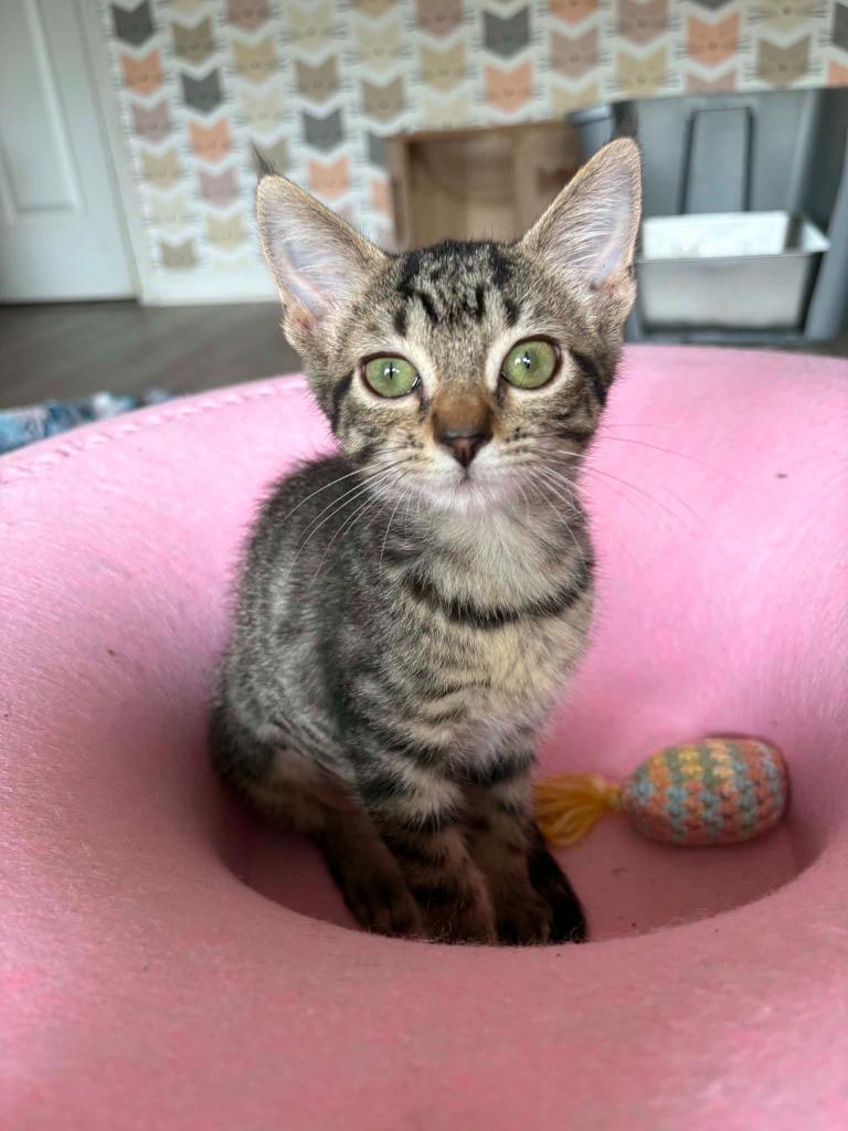 Ranger, Adoptable, Kitten Male Domestic Short Hair.