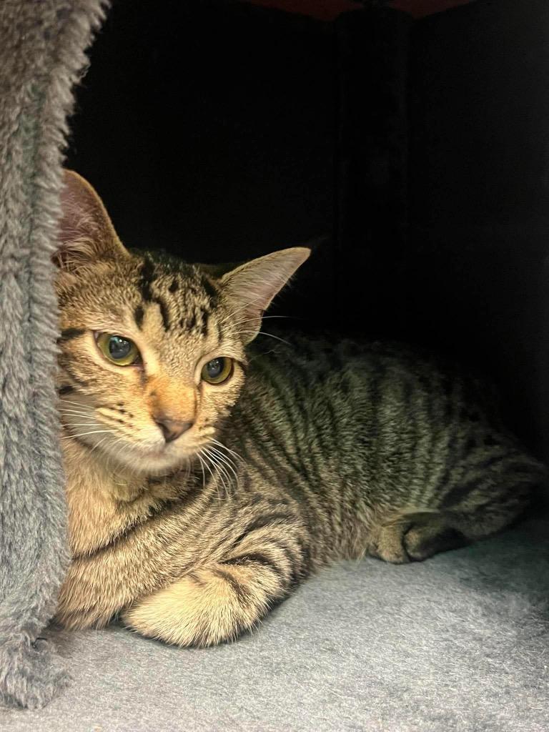 Enlarge Ranger, a Adoptable mixed breed in Newnan, GA image 2/3
