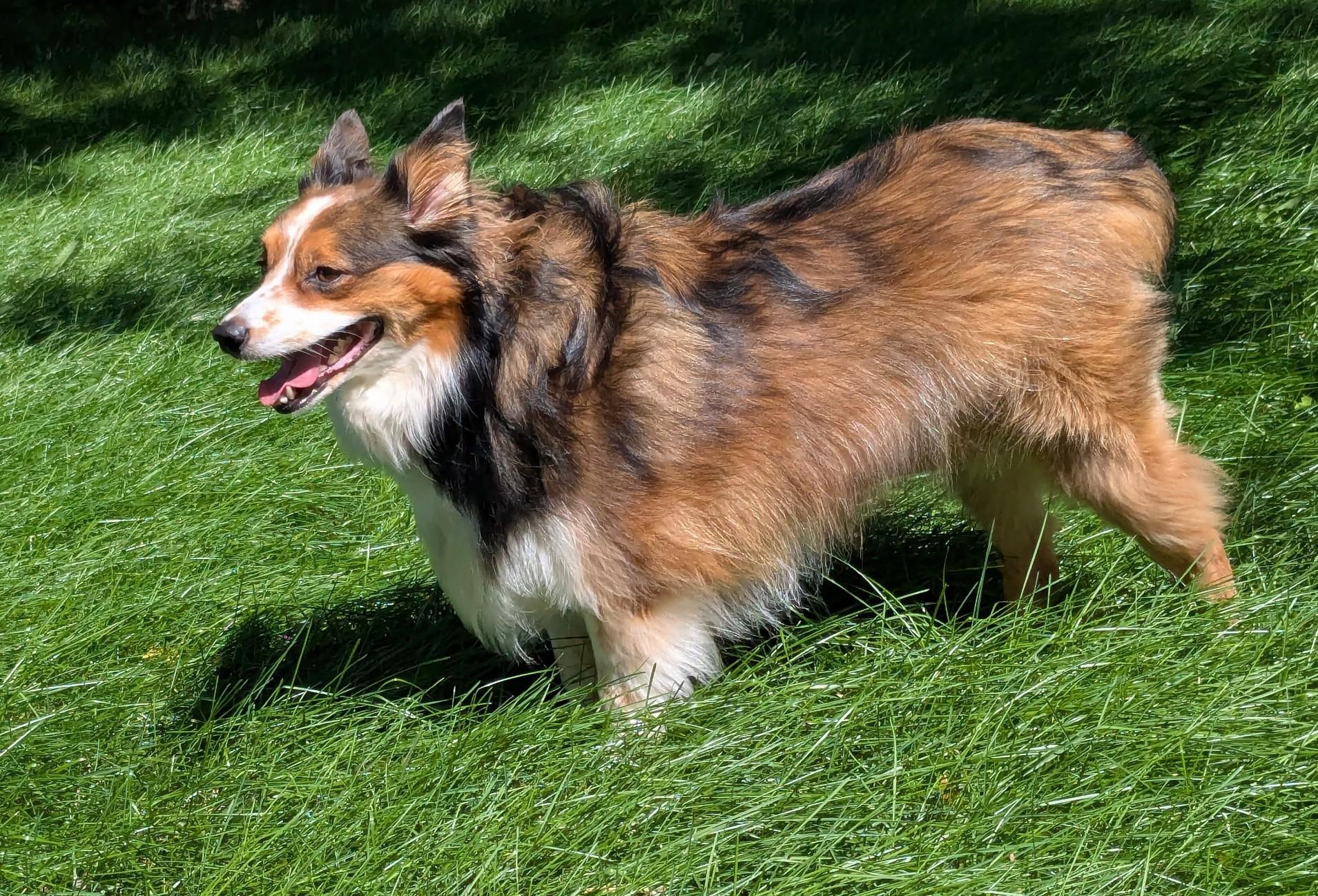 Gemmy