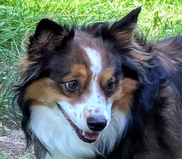 Gemmy