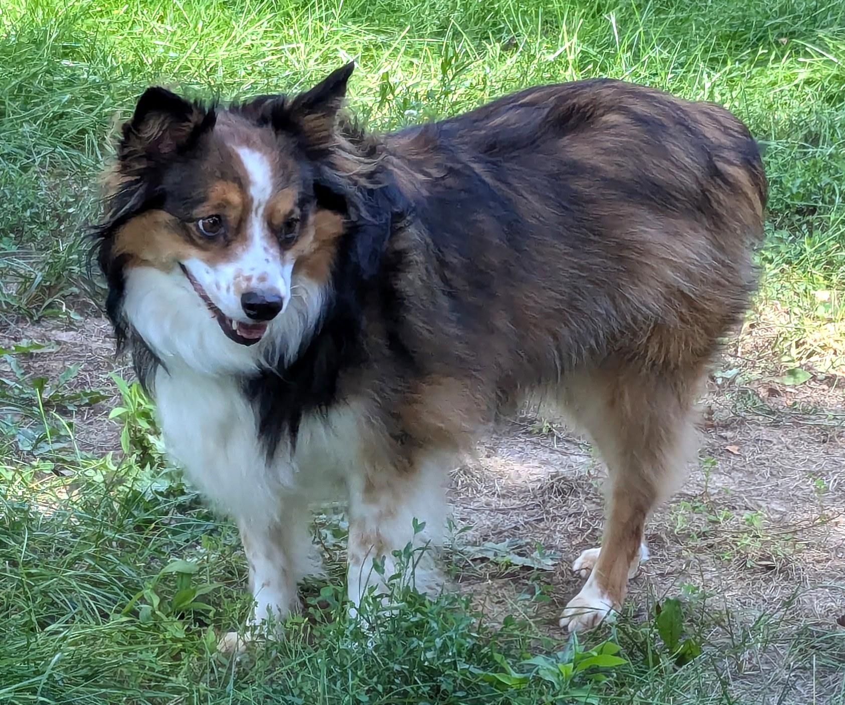 Gemmy